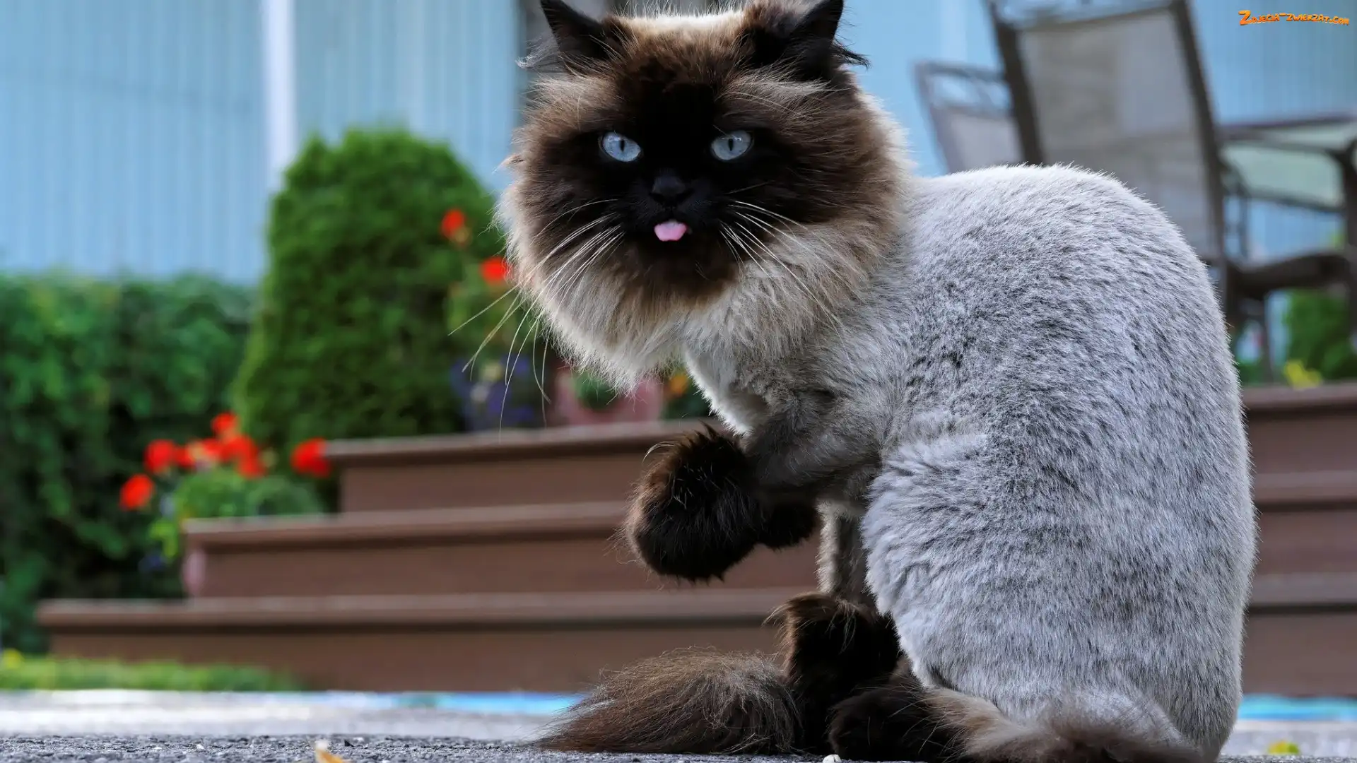 Himalayan, Kot, Himalajski