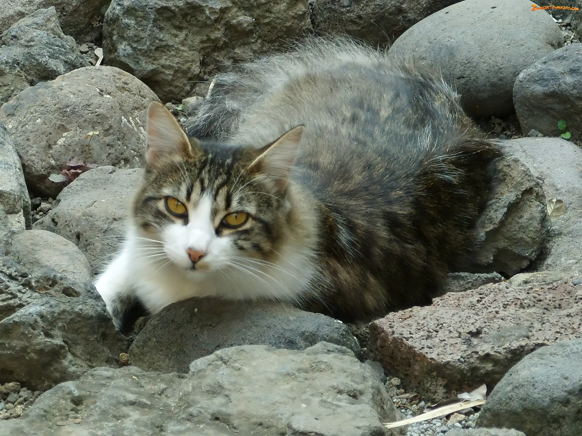 Kamienie, Kot