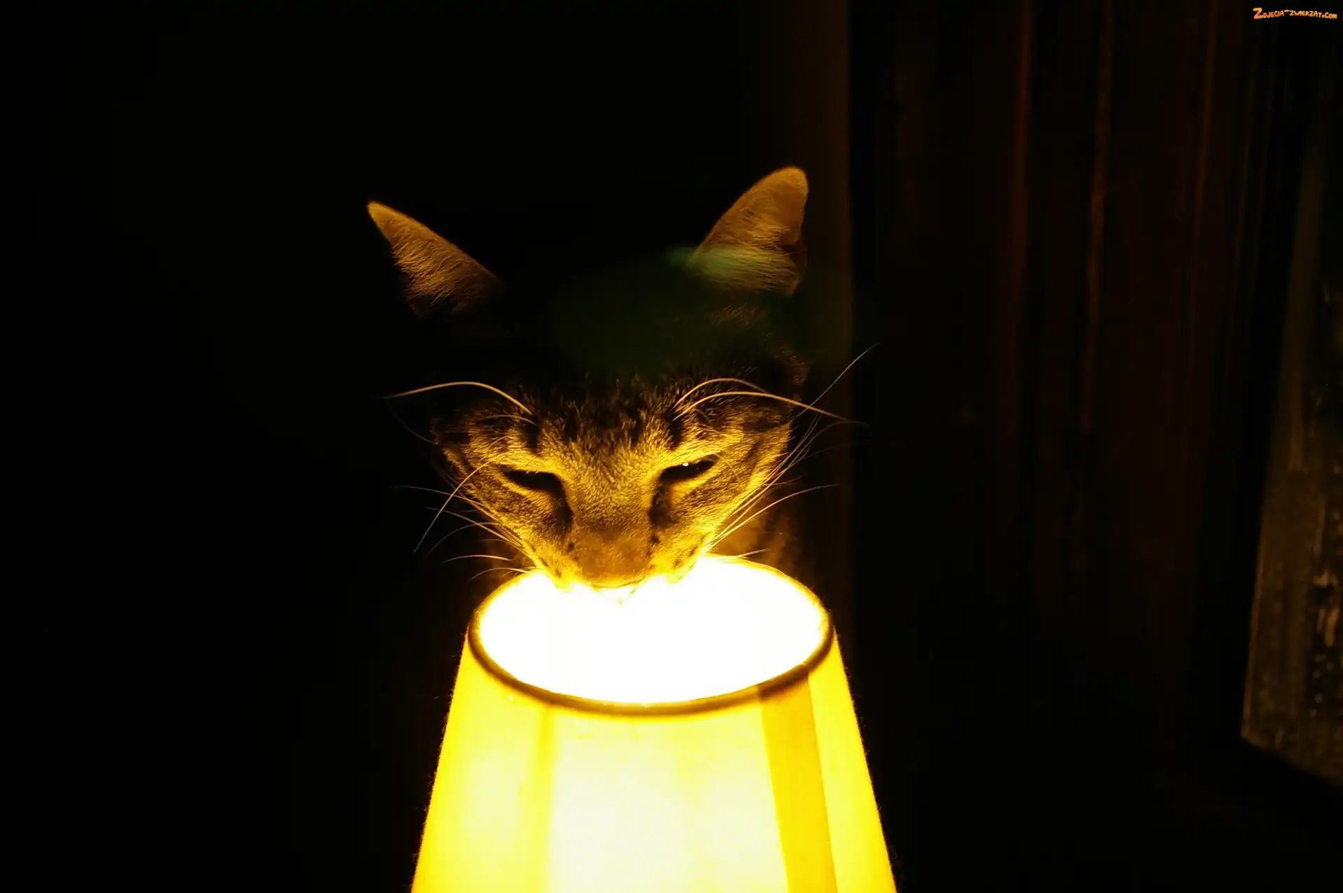 Lampa, Kot, Pyszczek