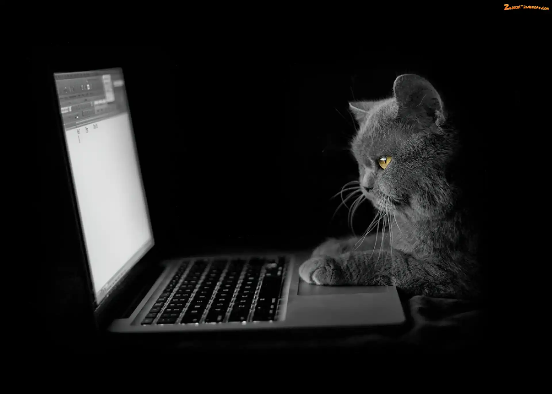 Laptop, Kot