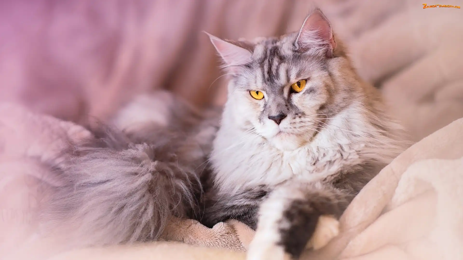 zdj-cie-kot-mainkun-le-cy-maine-coon