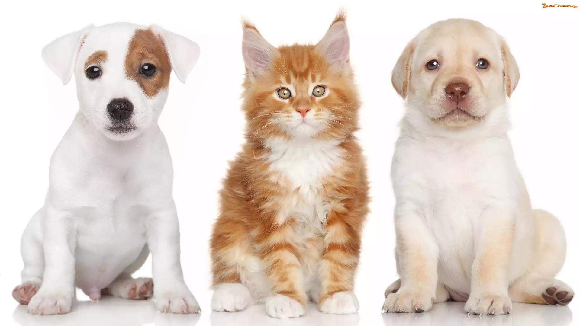 Labrador Retriever, Maine Coon, Jack Russell Terrier, Pies, Kot