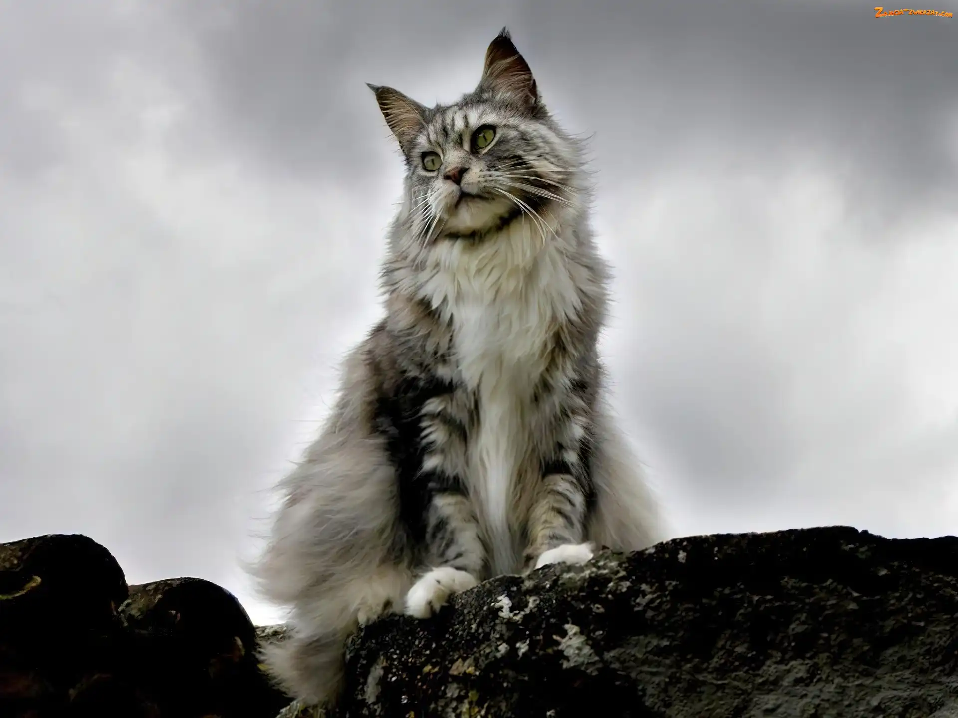 Szary, Kot, Chmury, Maine coon