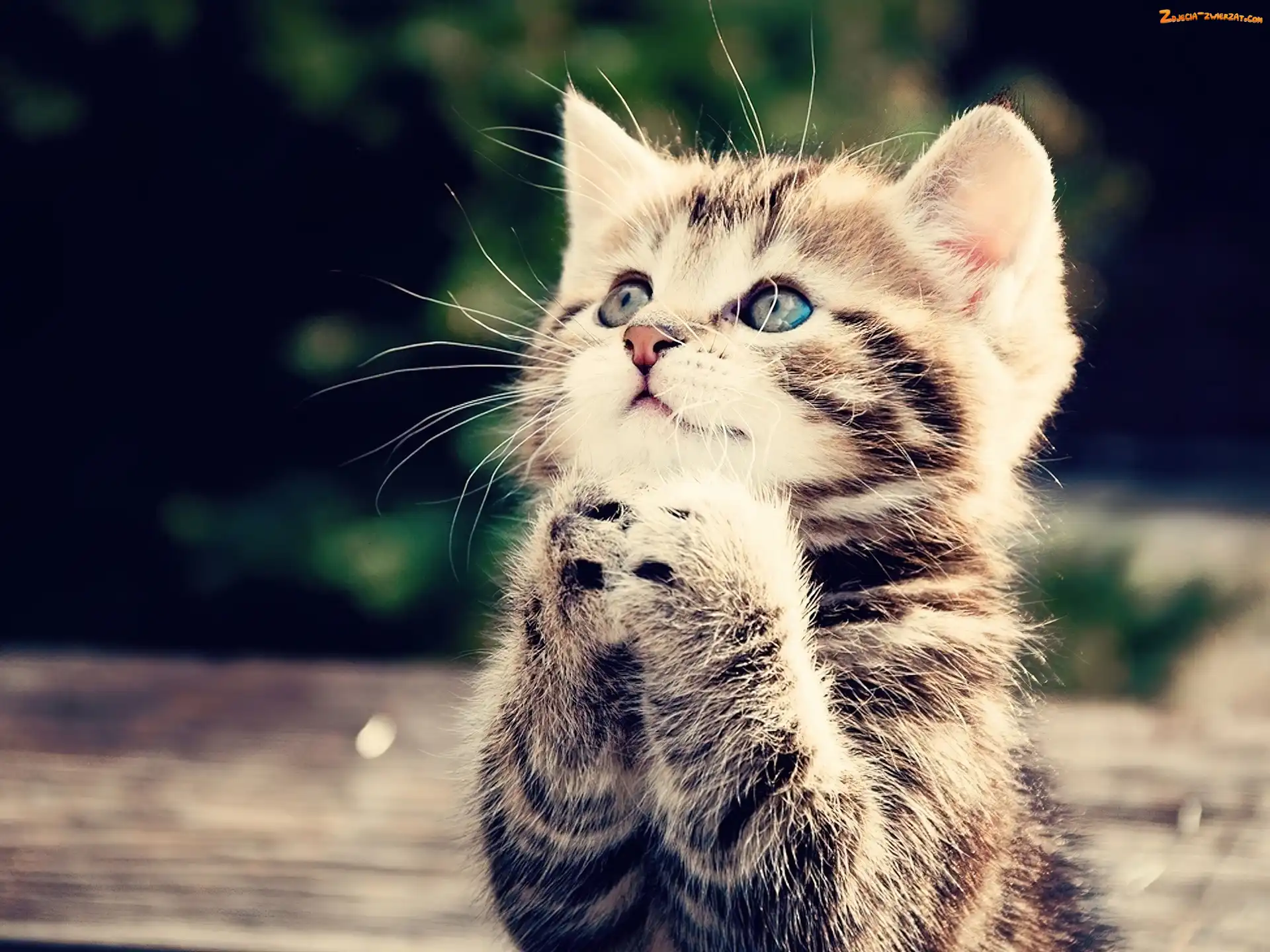 Modlitwa, Kot