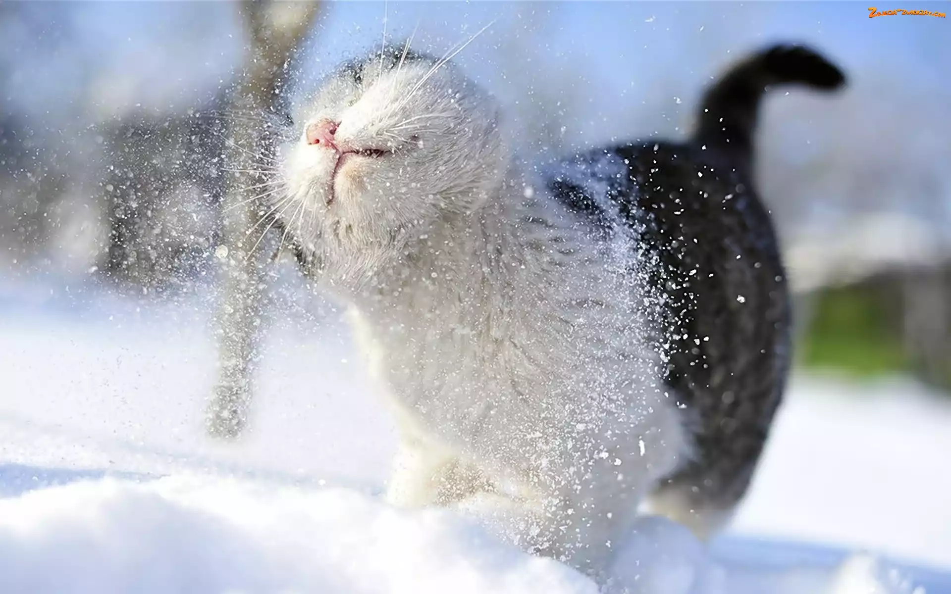 Kot, Śnieg