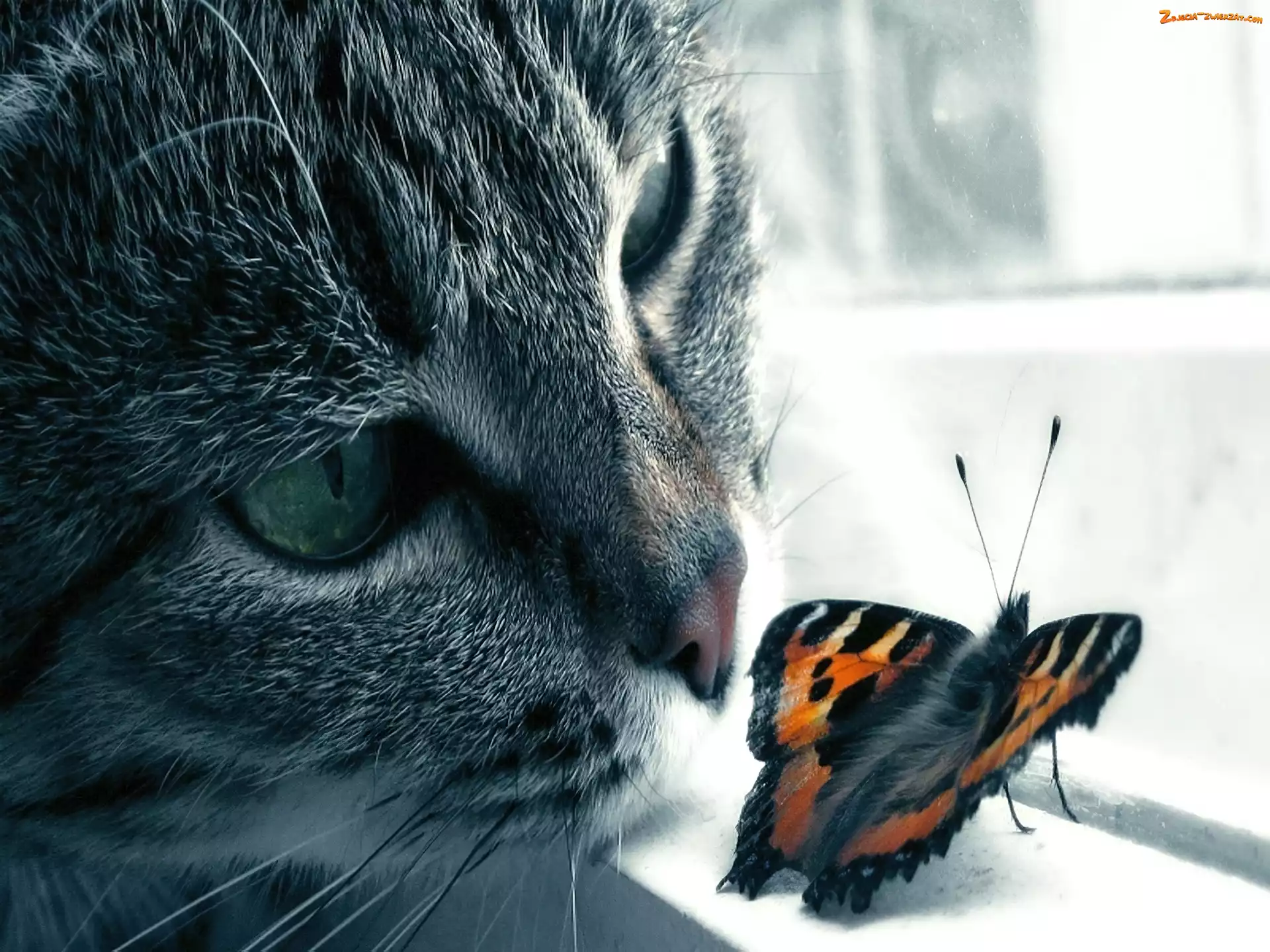 Okno, Kot, Motyl