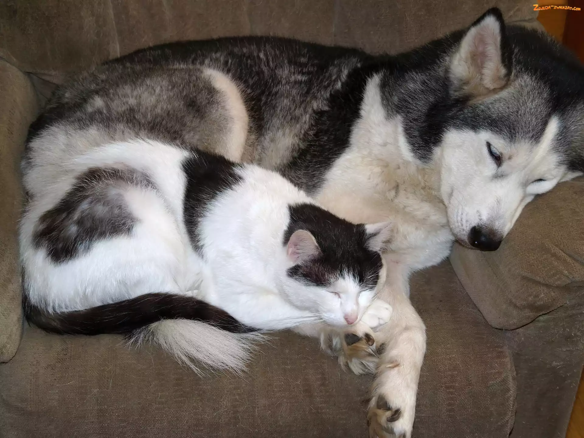 Kot, Siberian Husky, Śpiący, Pies