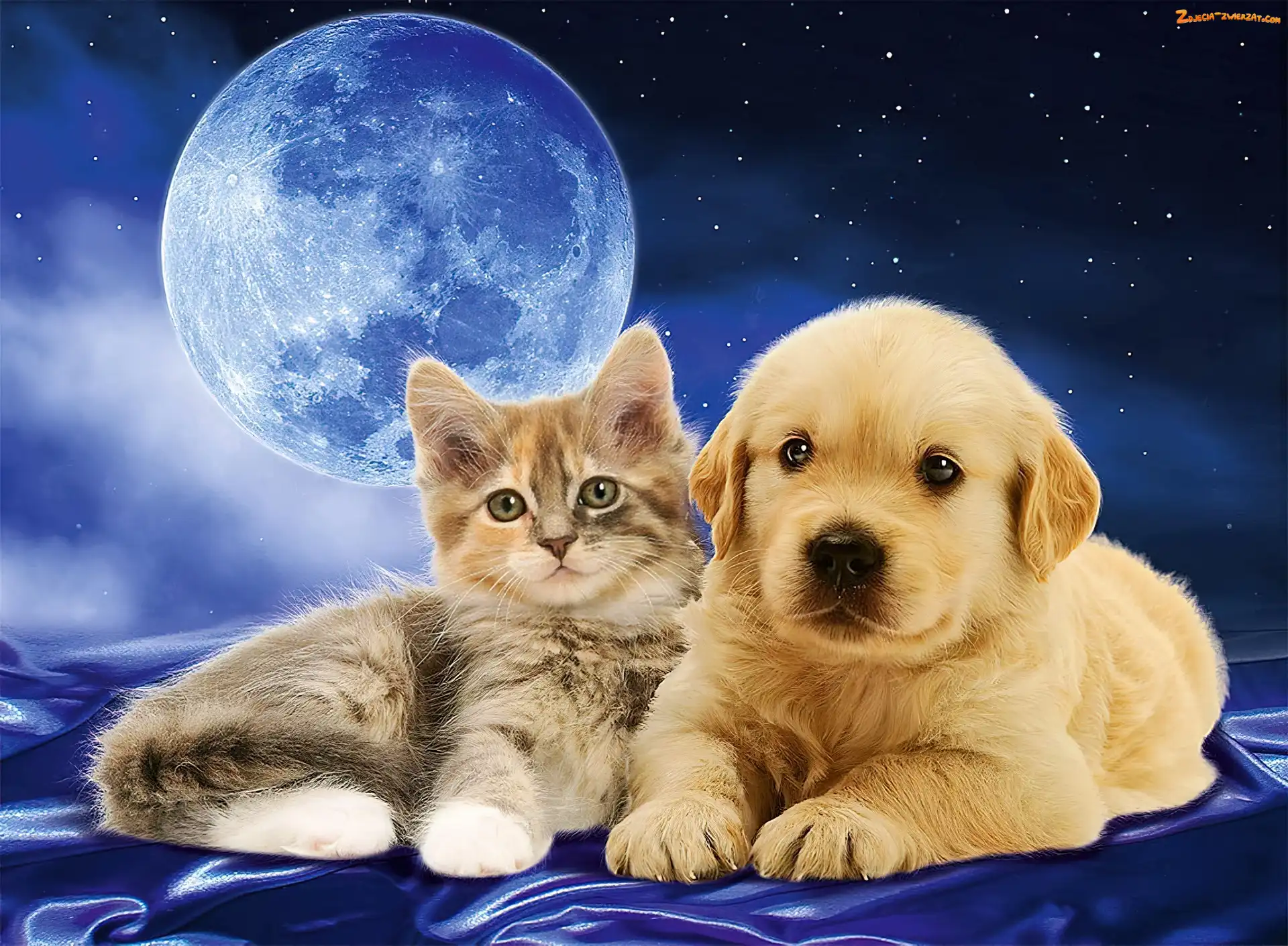 Gwiazdy, Golden retriever, Pies, Szczeniak, Kot, Niebo