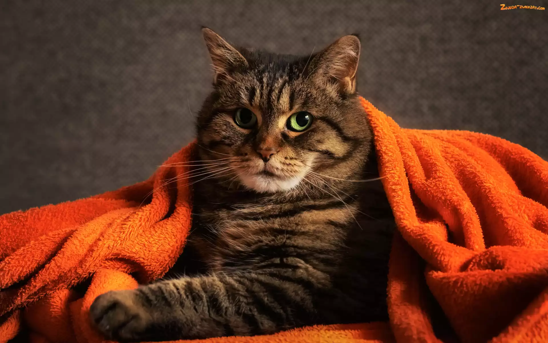 Koc, Zielone, Bury, Kot, Oczy, Pomarańczowy