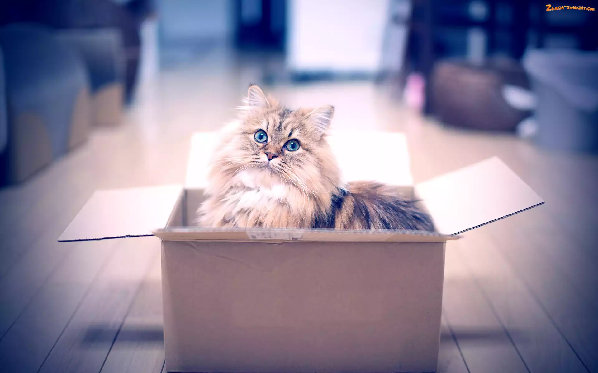 Kot, Pudełko