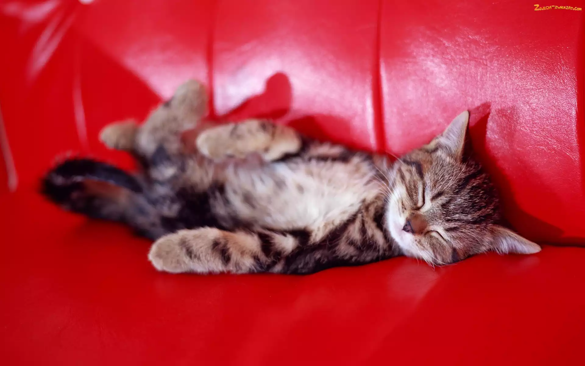 Sofa, Kot, Czerwona