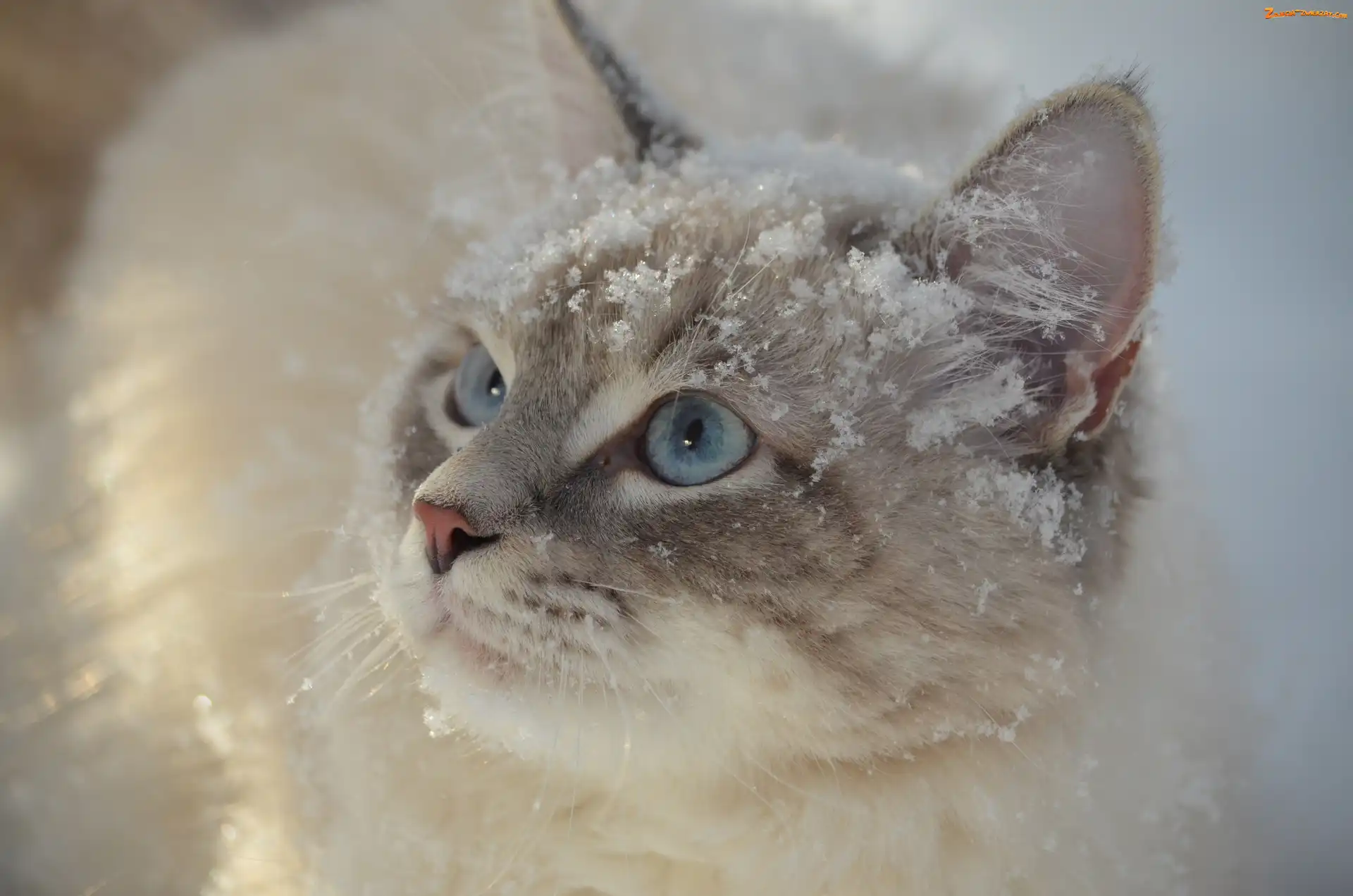 Śnieg, Spojrzenie, Błękitne, Kot, Oczy