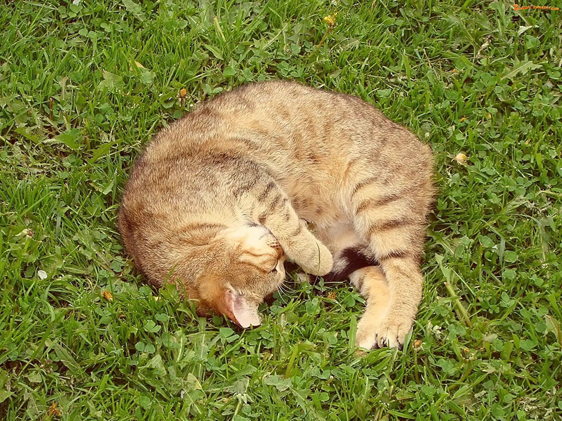 Trawa, Kot