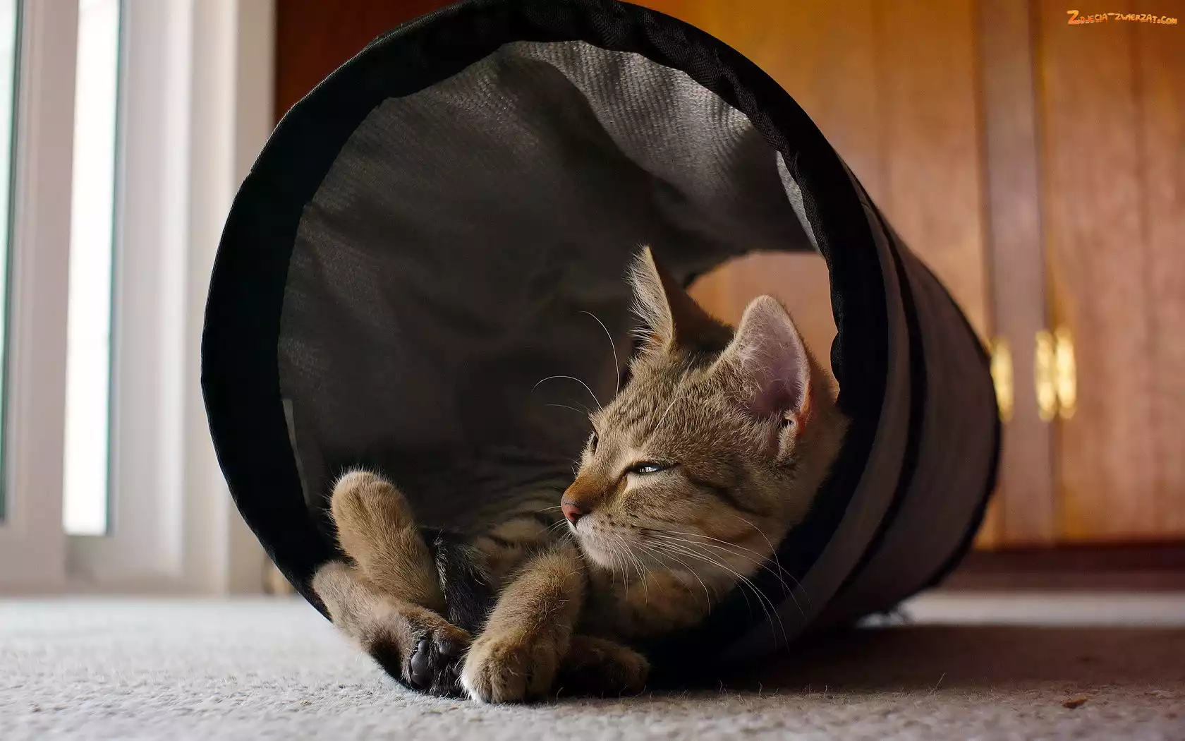 Kot, Tuba