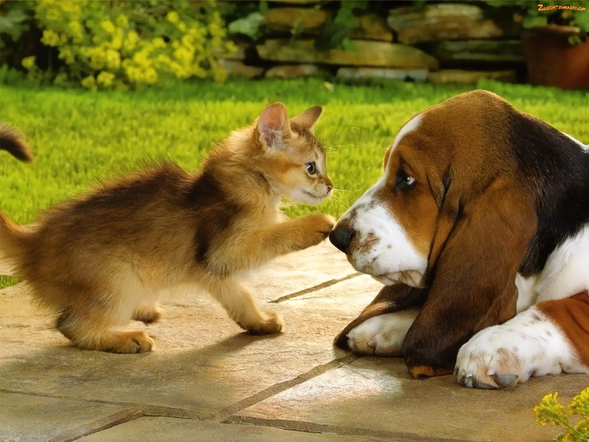 Basset, Kotek