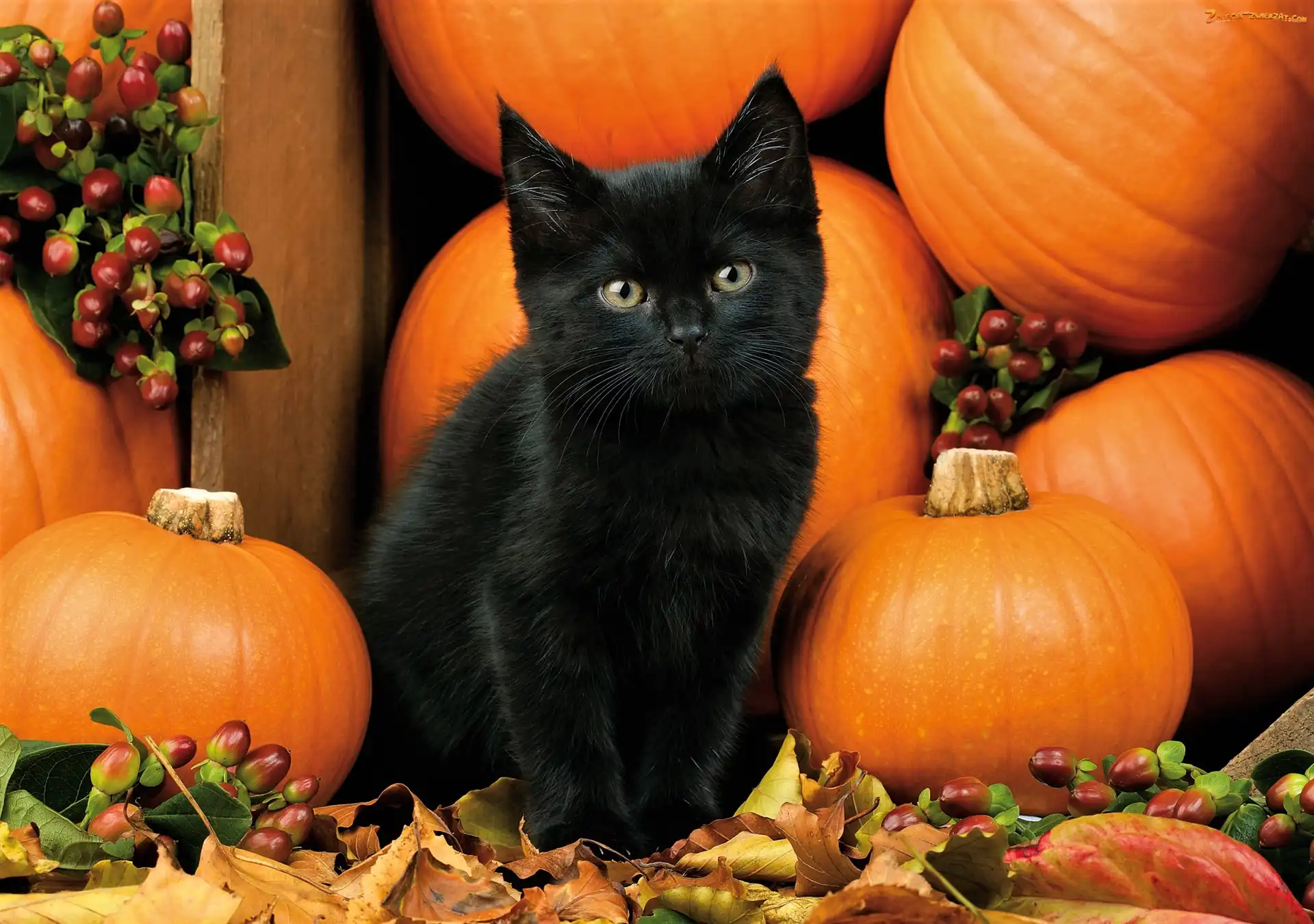 Kotek, Halloween, Czarny, Dynie