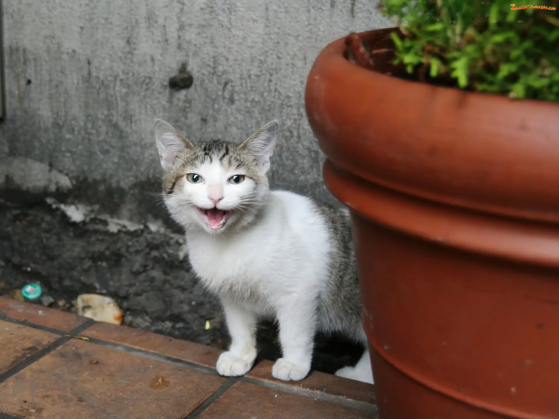 Donica, Kotek