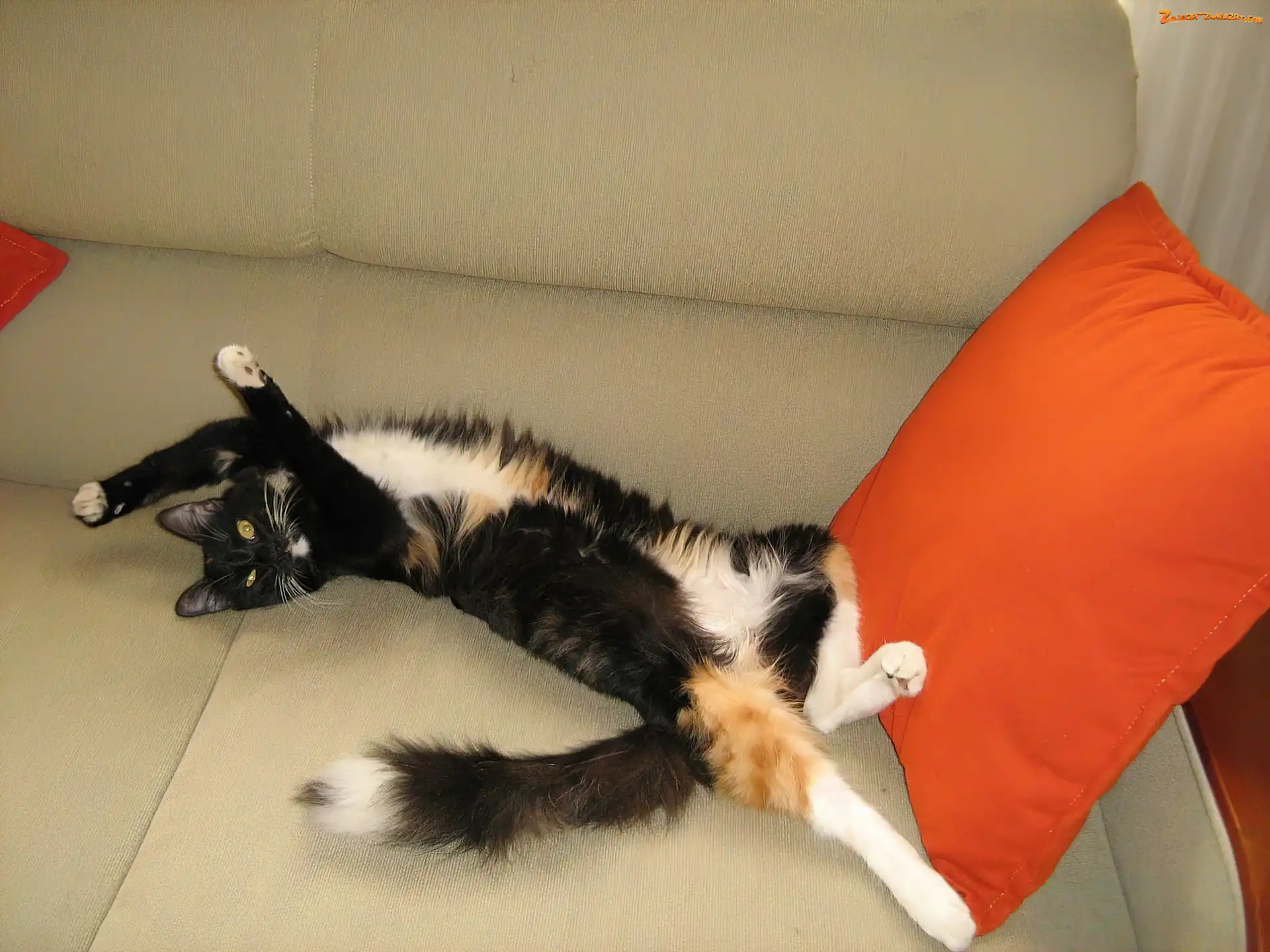 Kanapa, Kotek, Calico