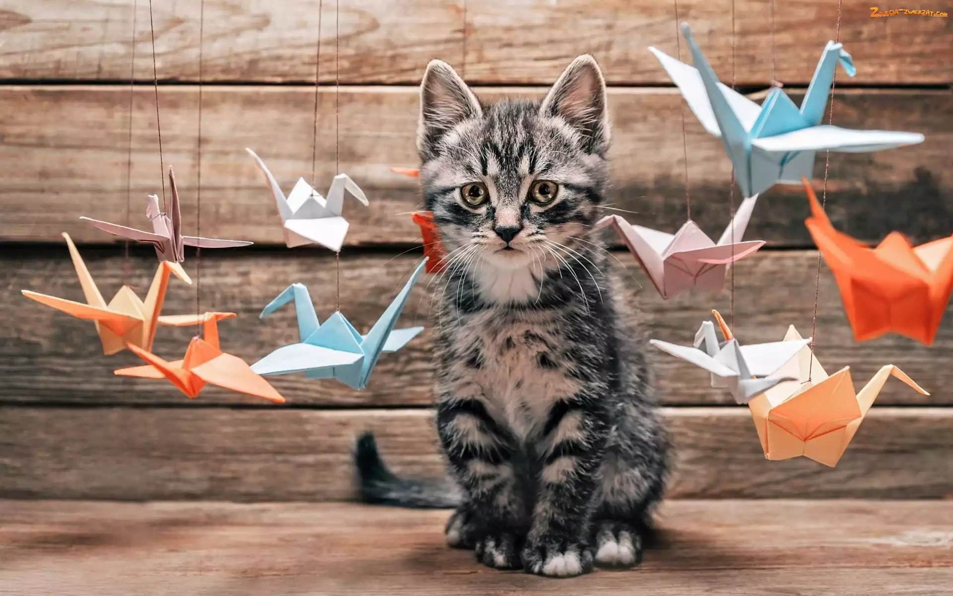 Kotek, Origami, Kot, Ptaszki