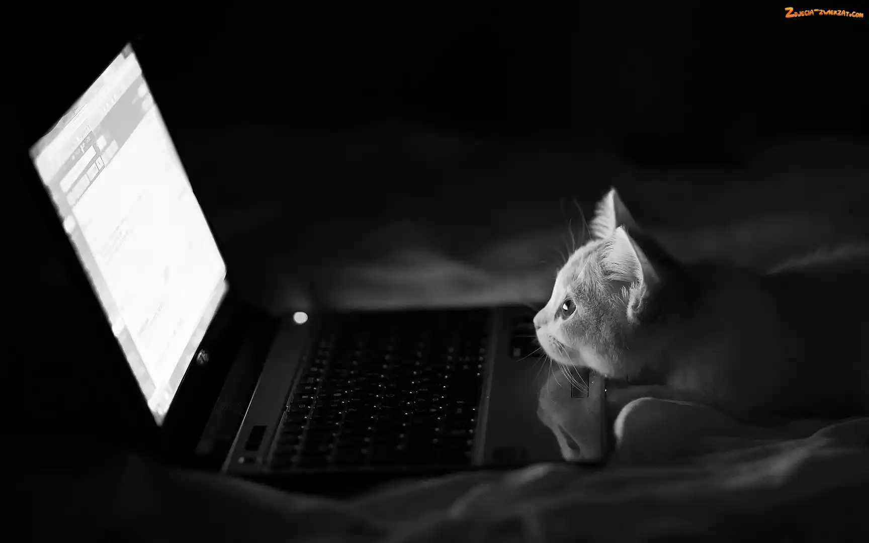 Kotek, Laptop