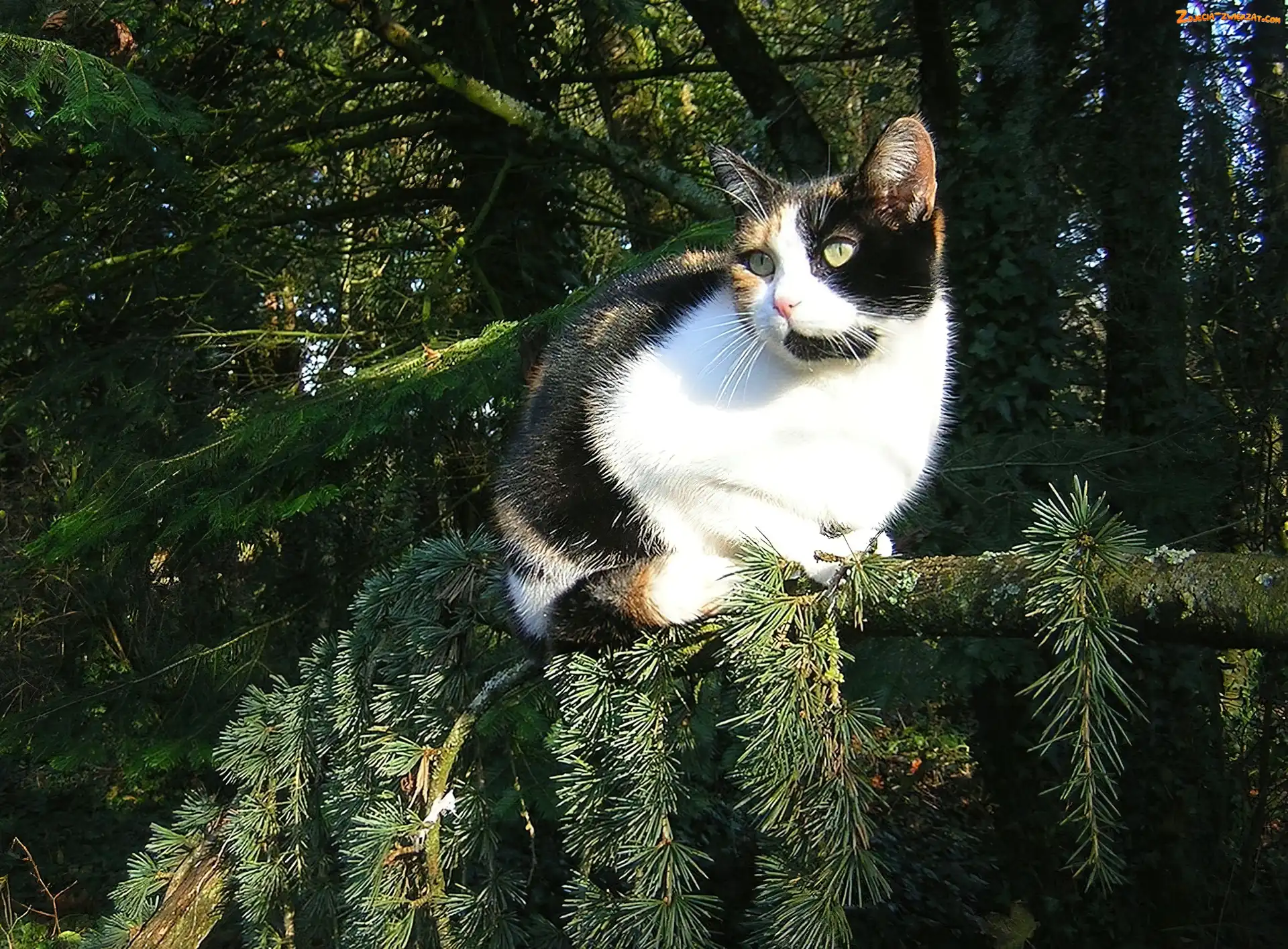 Las, Kotek, Calico