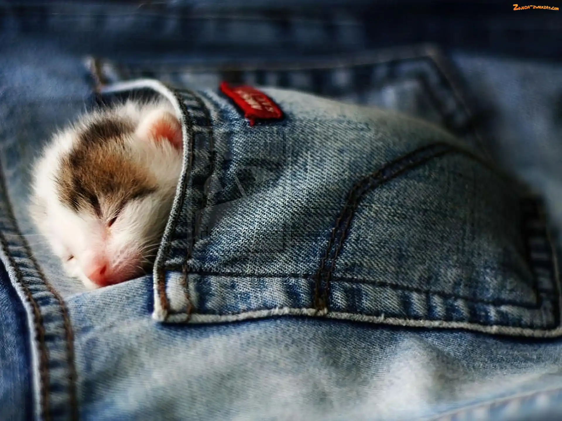 Kotek, Spodni, Śpiacy, Kieszeń