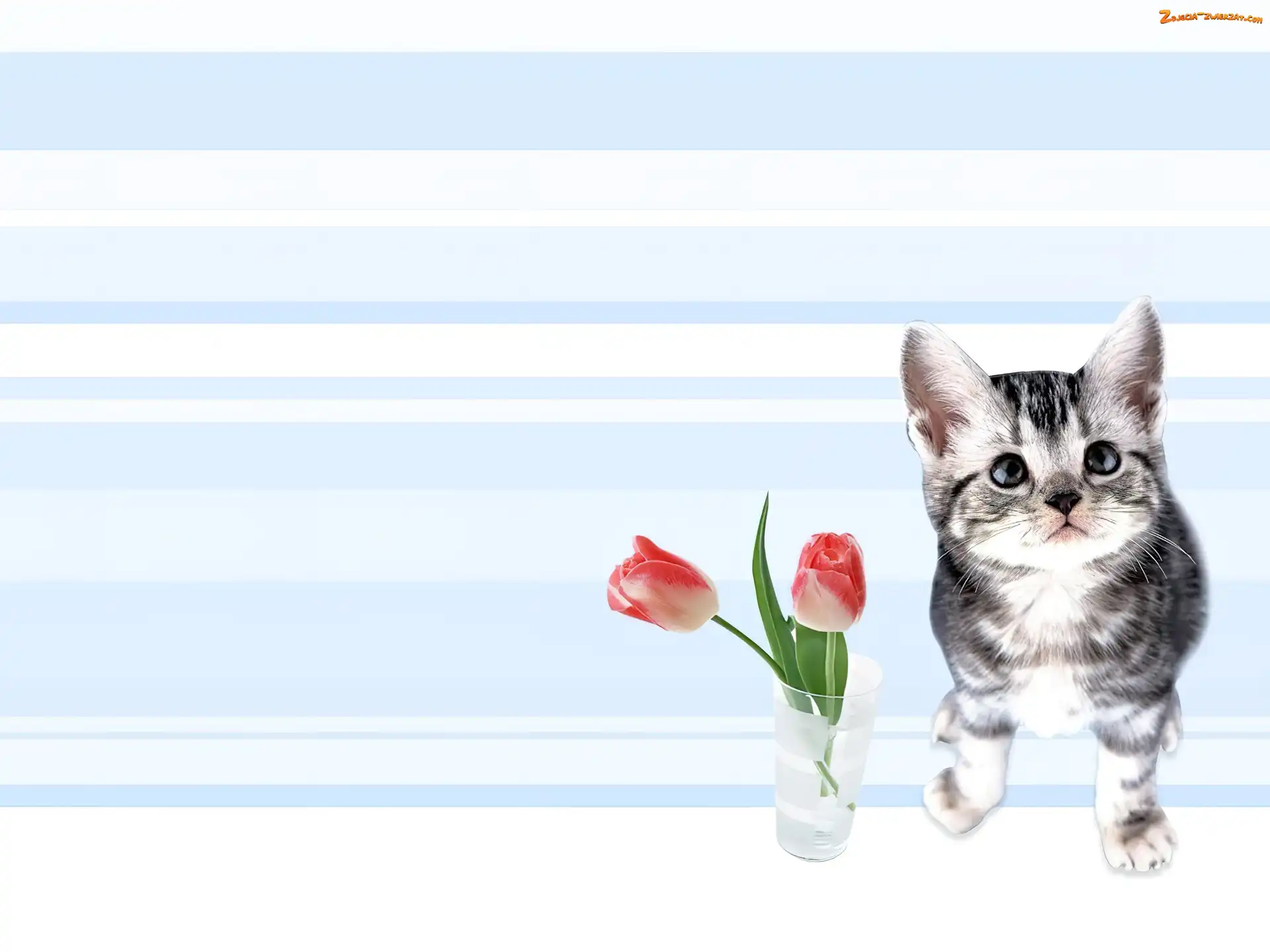 Tulipany, Kotek, Dwa