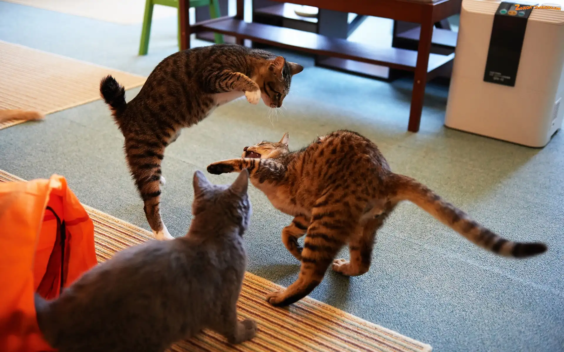 Kotki, Biurko, Trzy, Zabawa