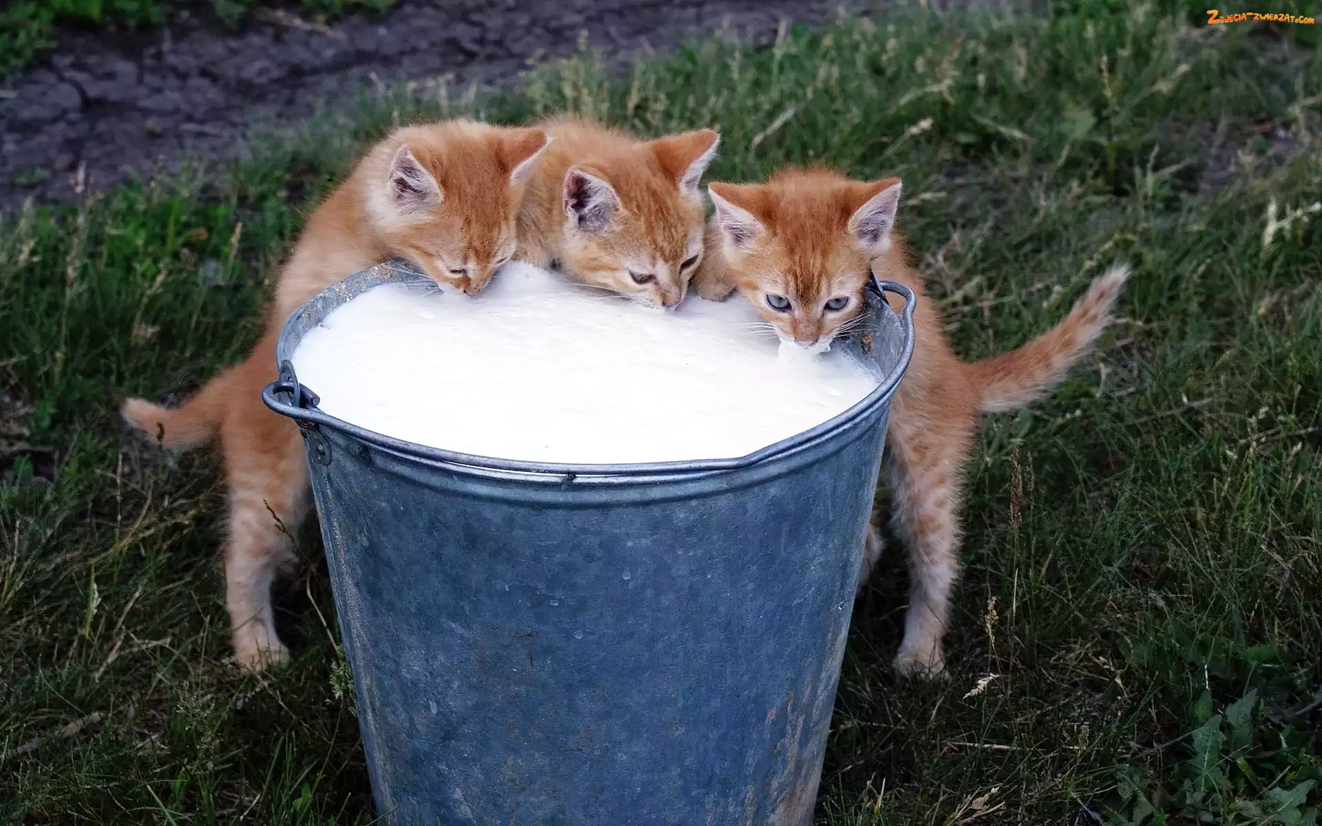 Kotki, Mleko, Trzy, Wiadro