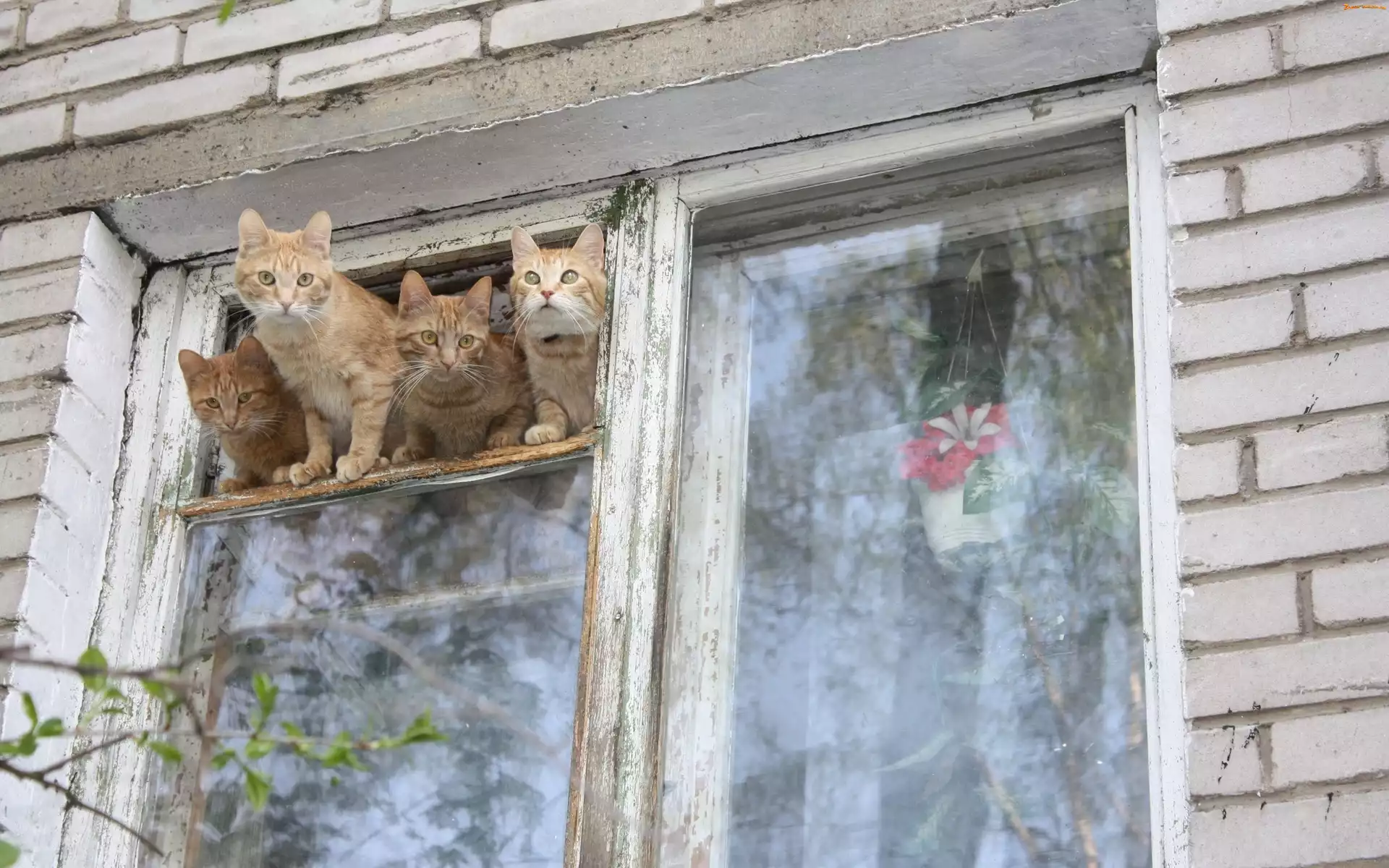 Koty, Okno, Cztery, Stare