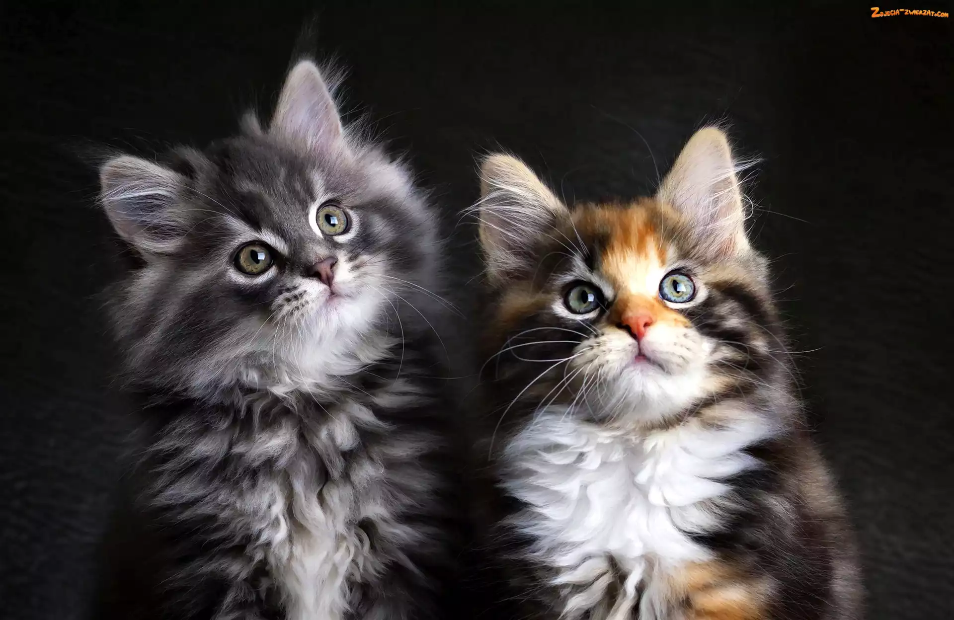 Koty, Maine coon, Dwa, Kotki