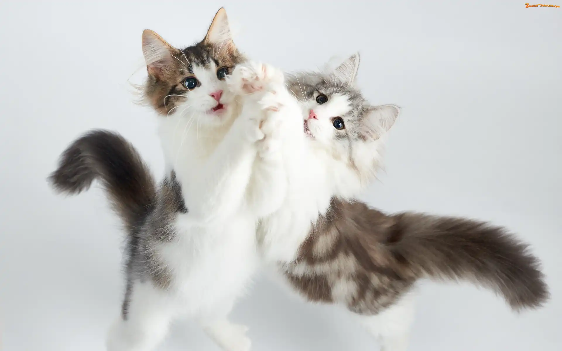 Koty, Zabawa, Dwa, Maine coon