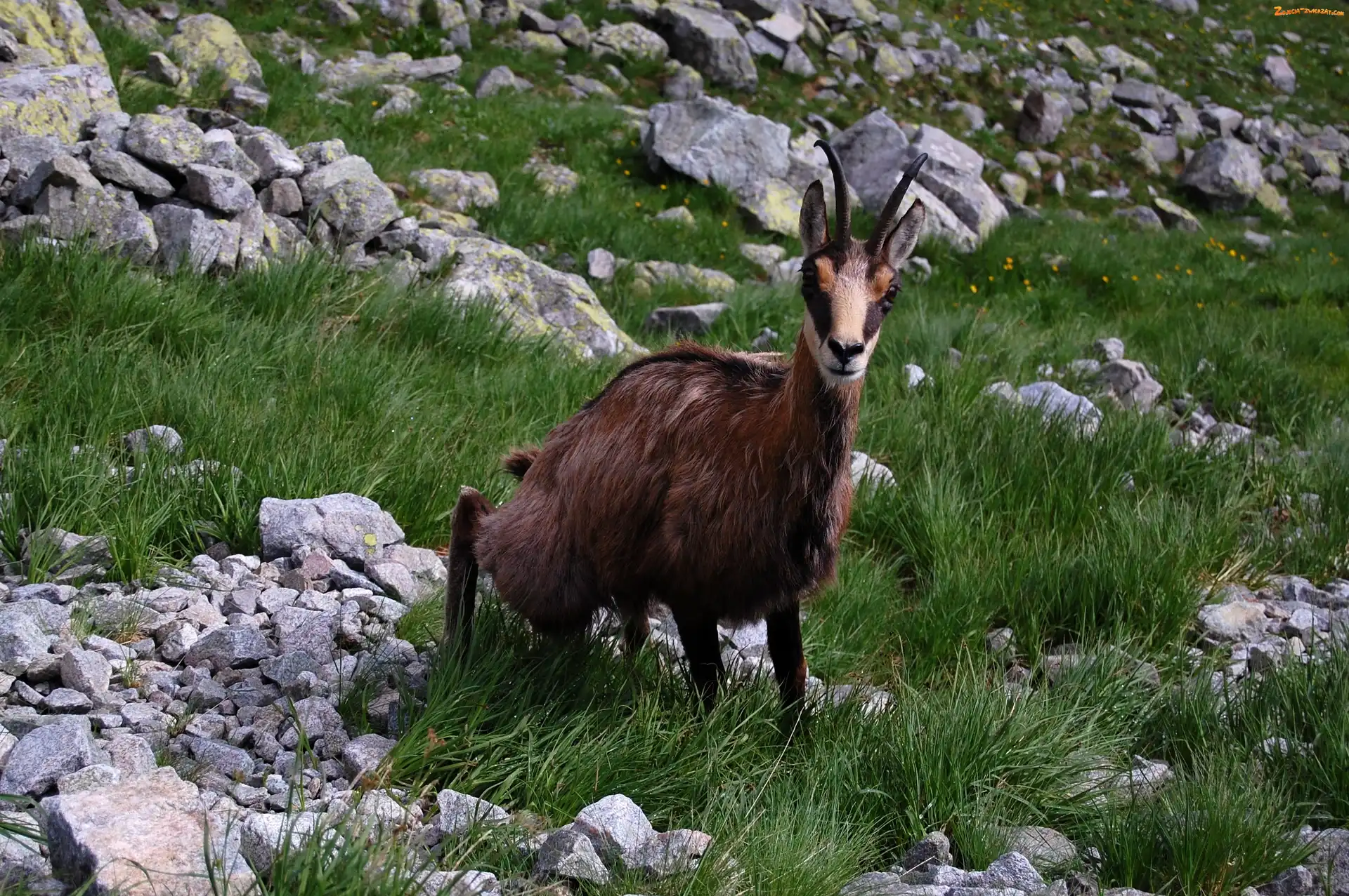 Trawa, Kozica, Kamienie