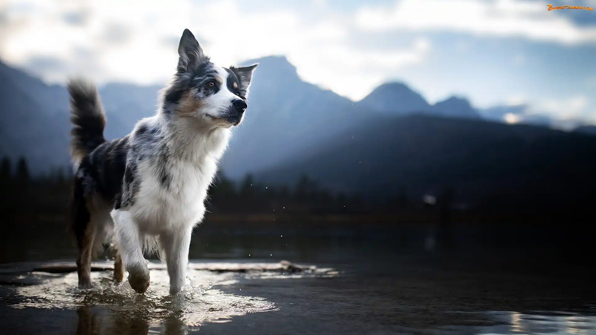Krajobraz, Rozmyty, Border collie, Pies, Woda