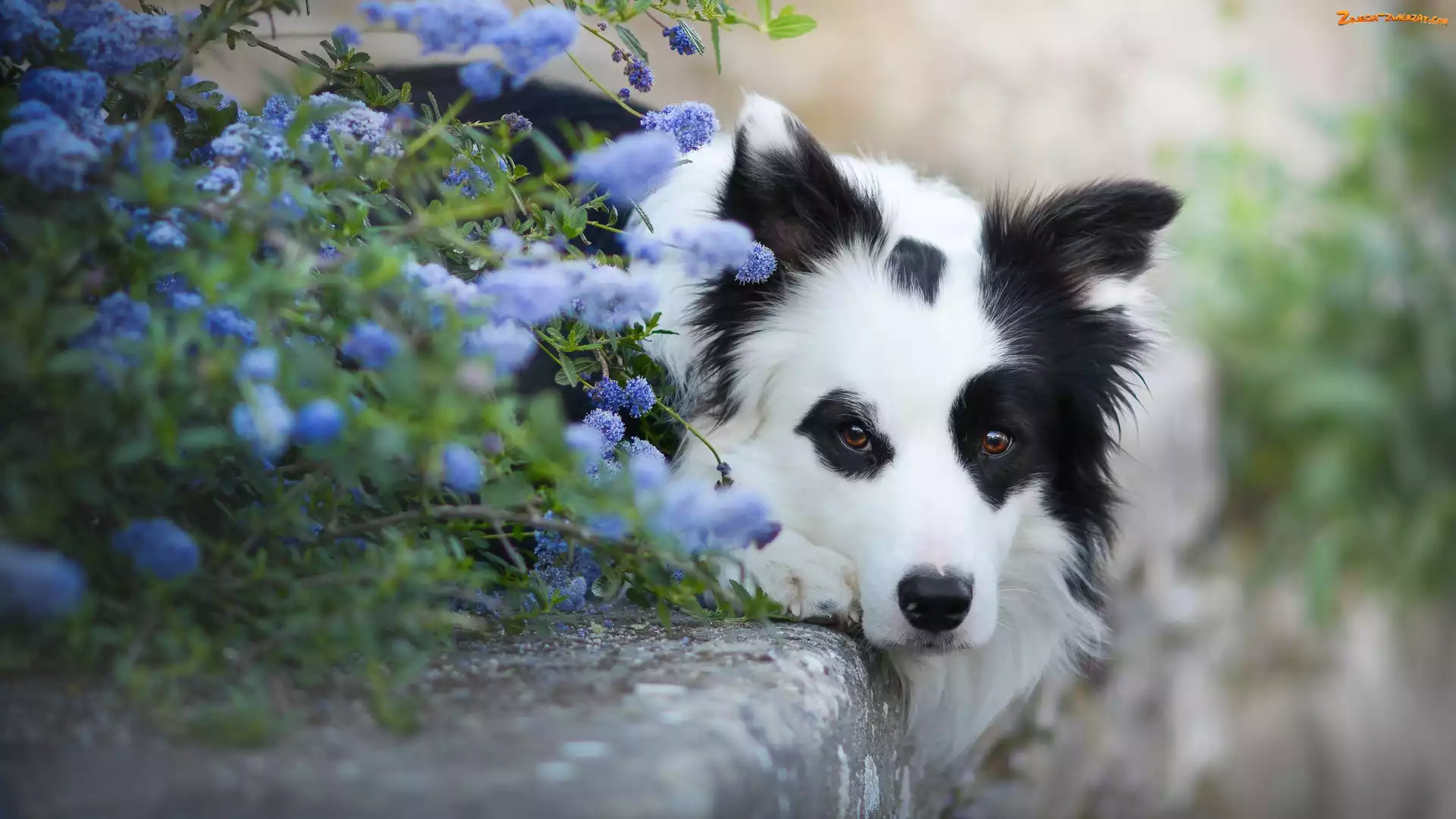 Krawężnik, Kwiaty, Border collie, Leżący, Mordka