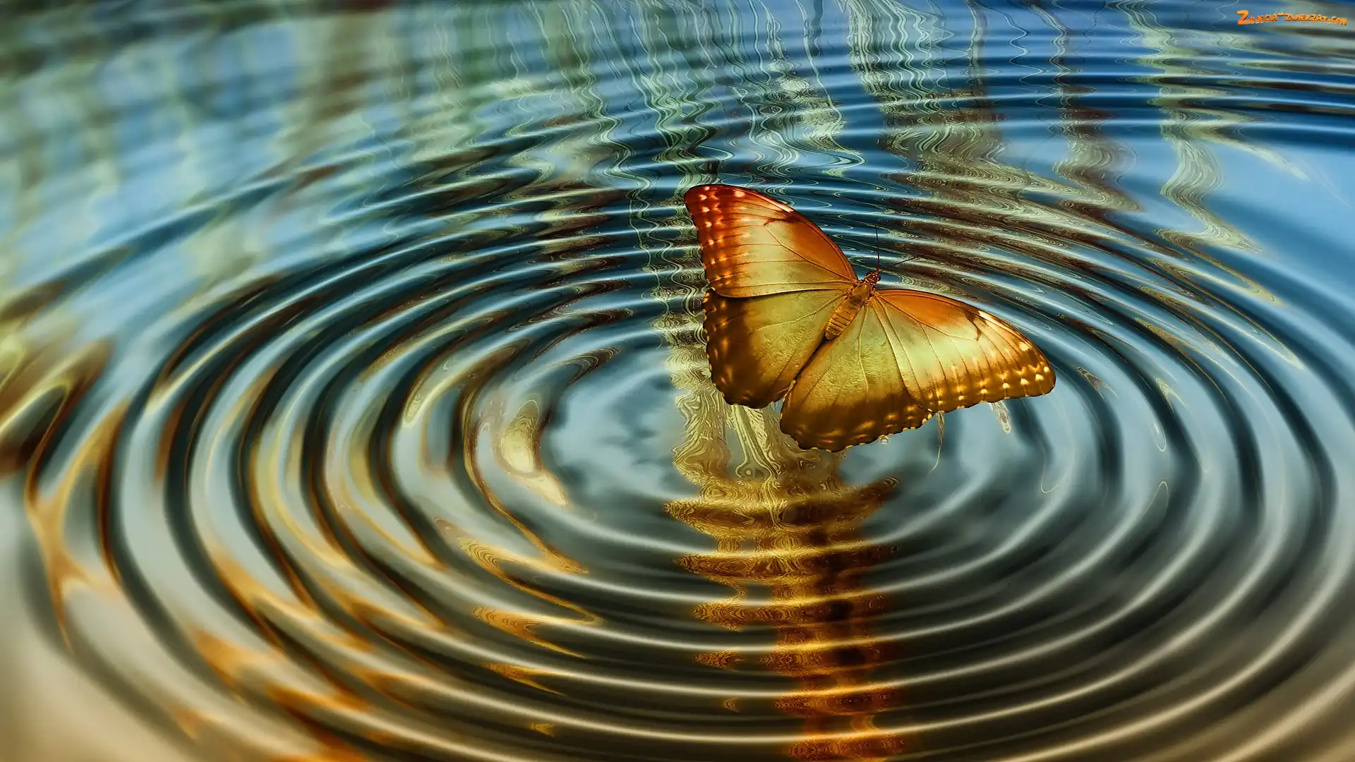 Kręgi, Grafika 2D, Woda, Motyl