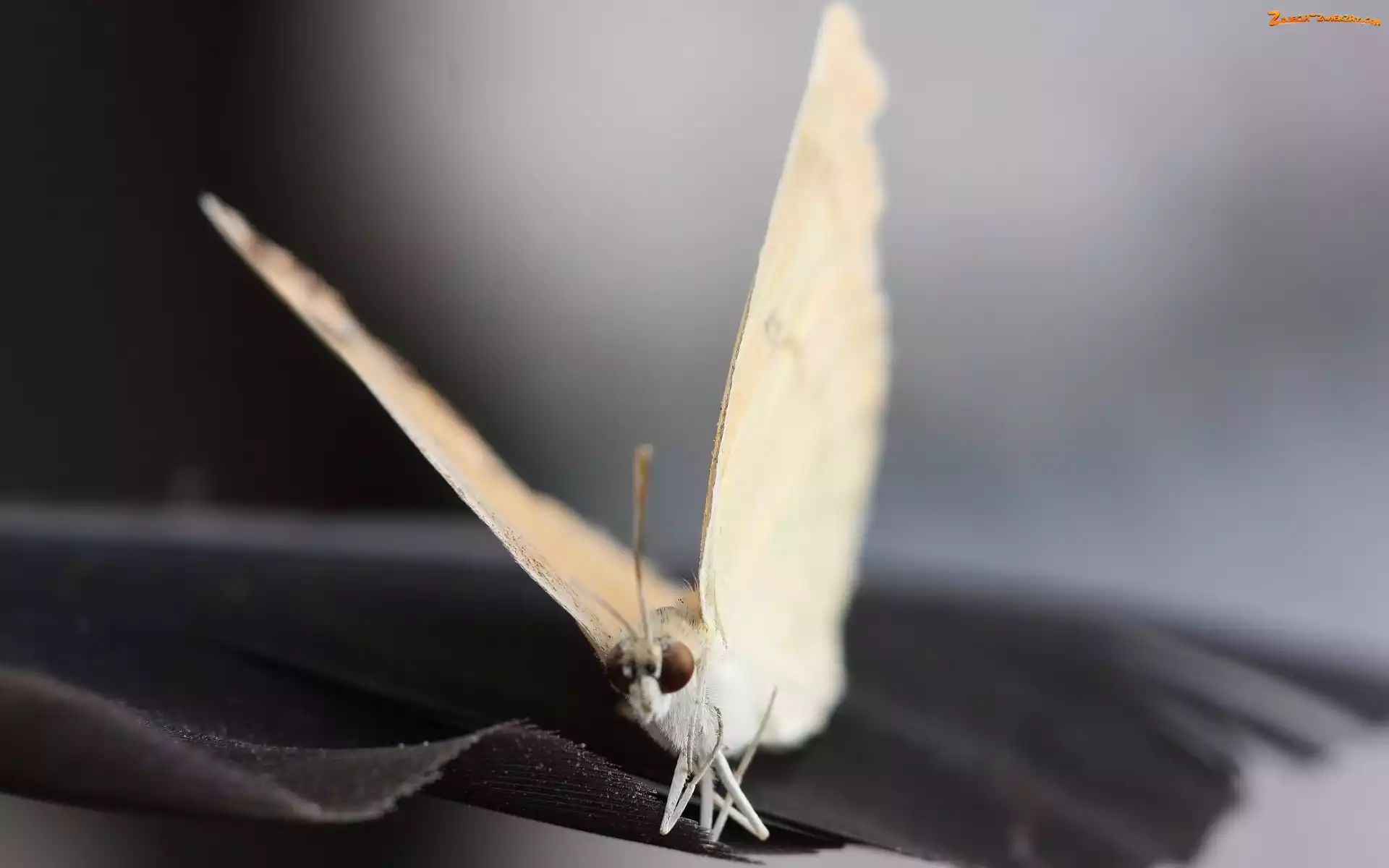 Motyl, Kremowo, Biały