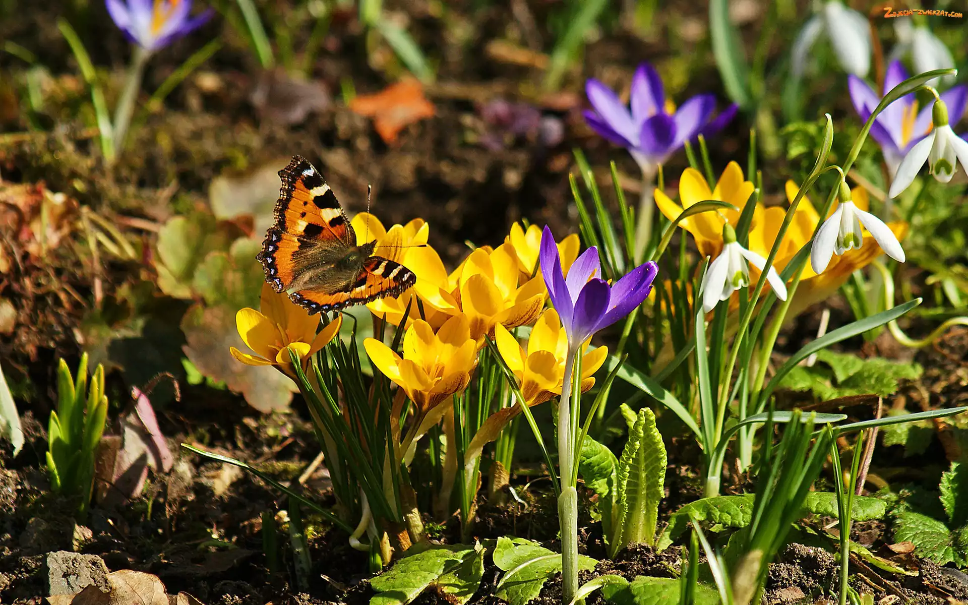 Krokusy, Motyl, Wiosna, Przebiśniegi
