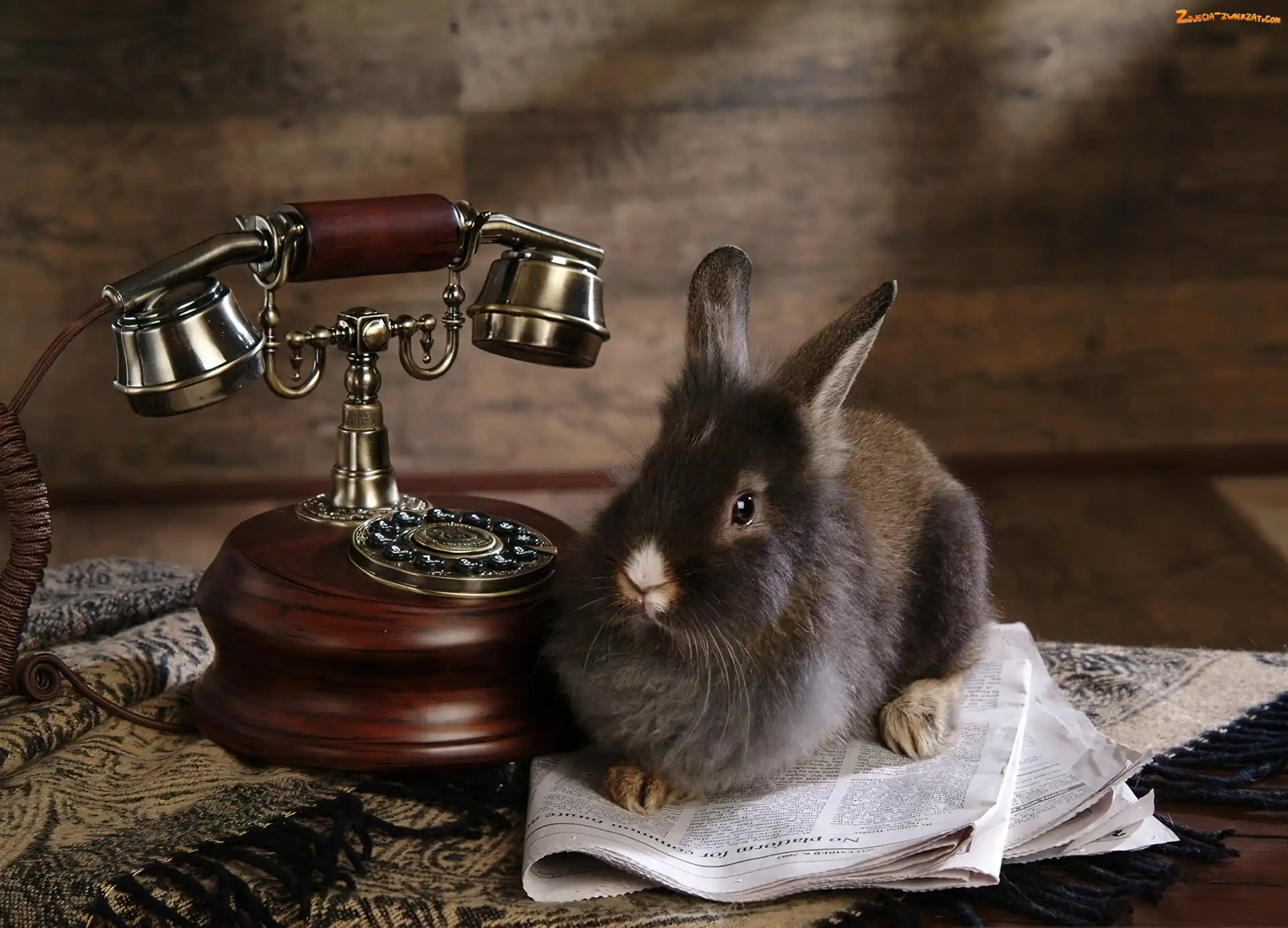 Gazeta, Króliczek, Telefon