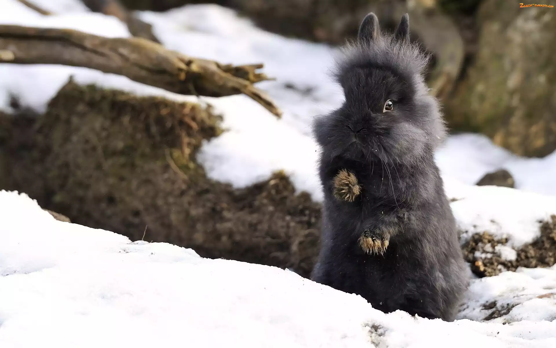Zima, Króliczek, Śnieg