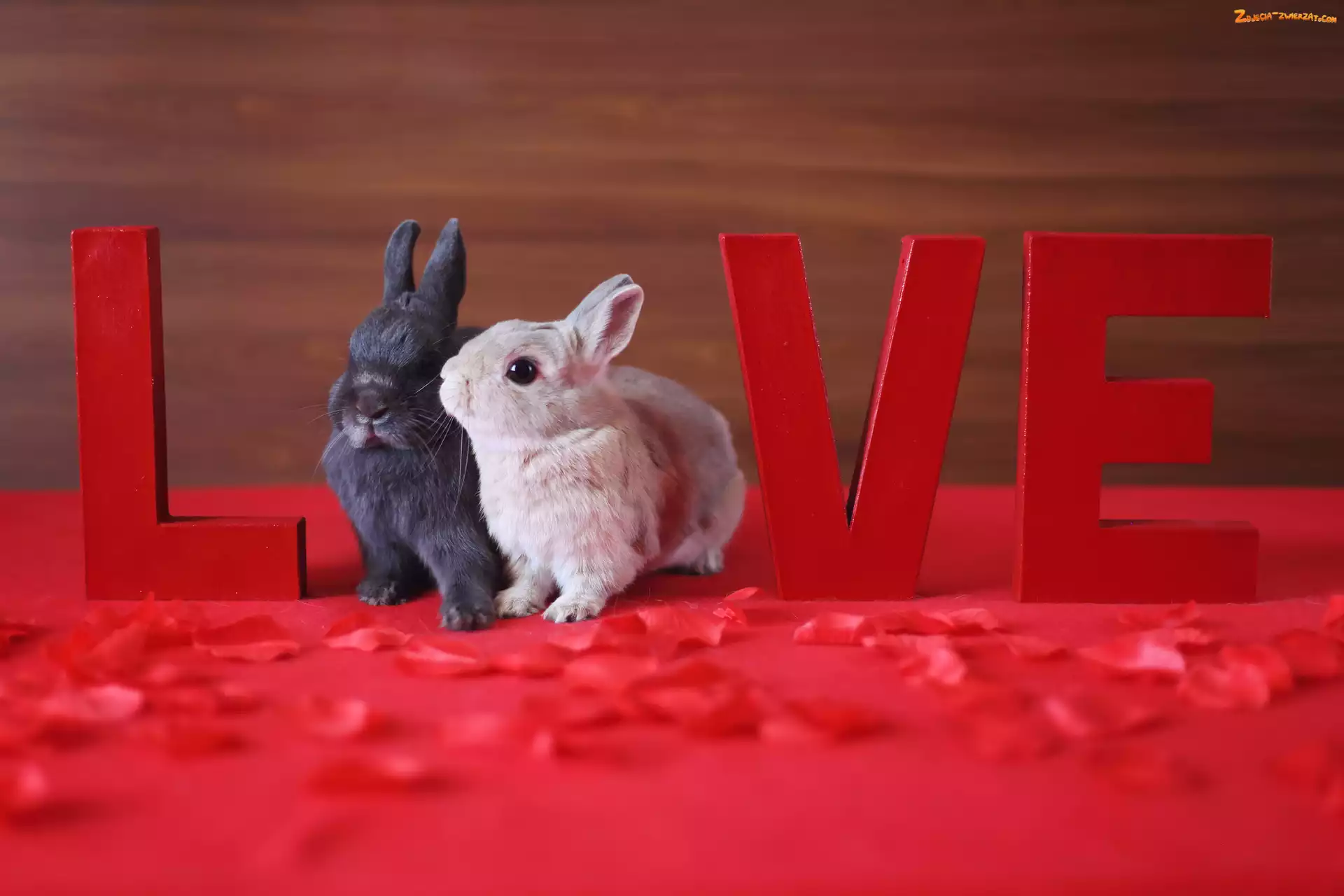 Króliczki, Love, Małe, Napis