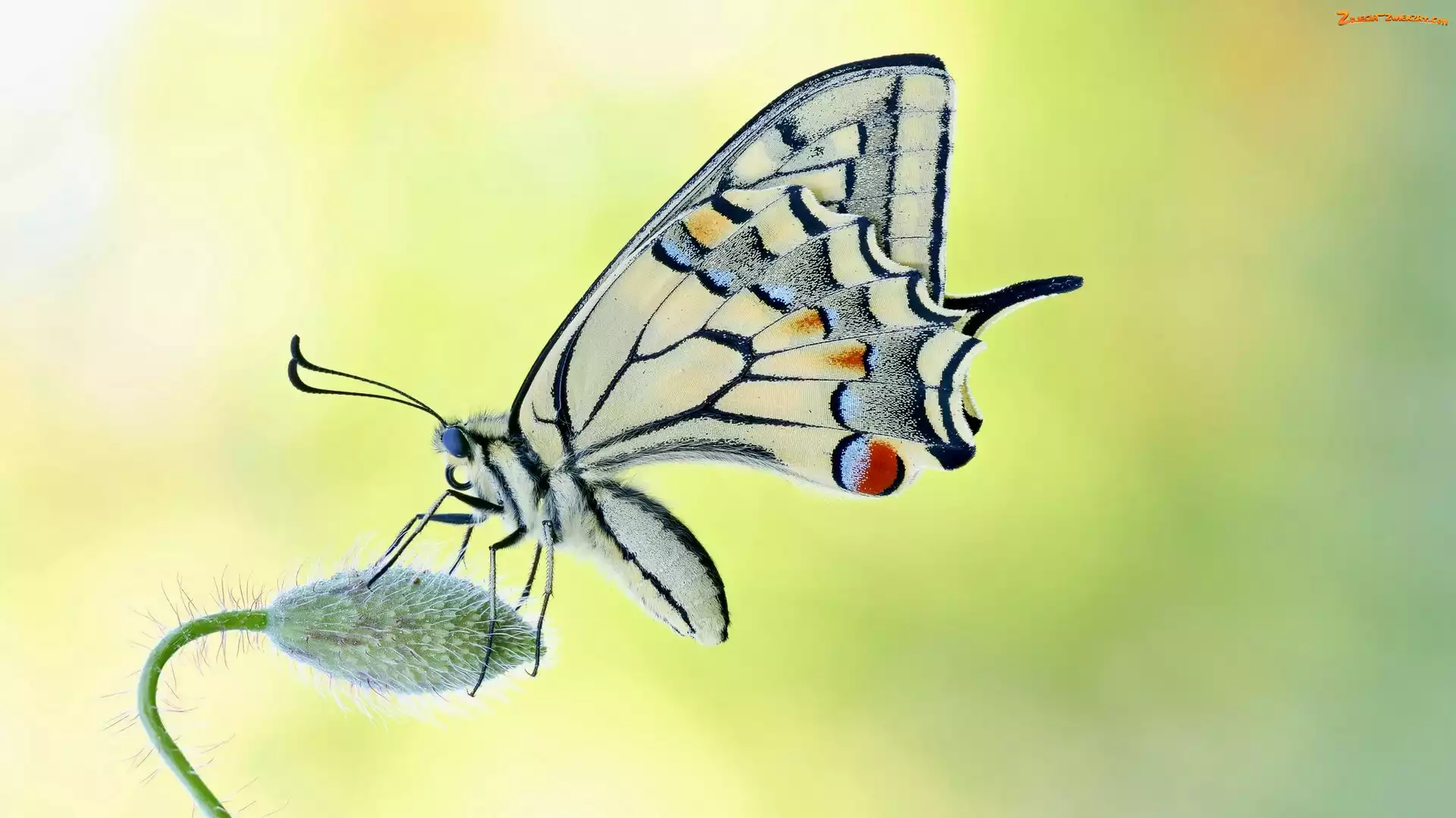 Pąk, Motyl, Paź królowej