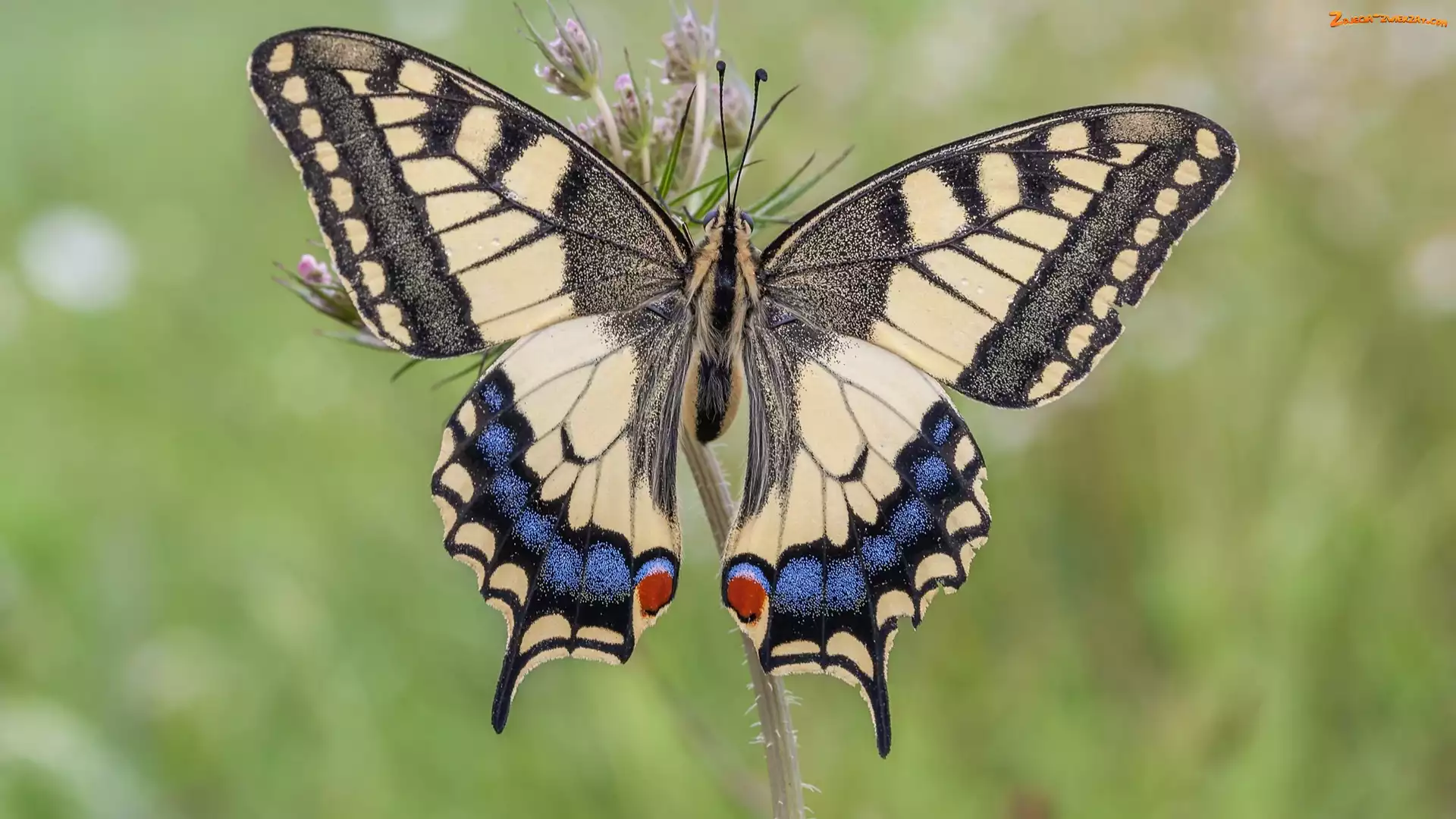 Roślinka, Motyl, Paź królowej