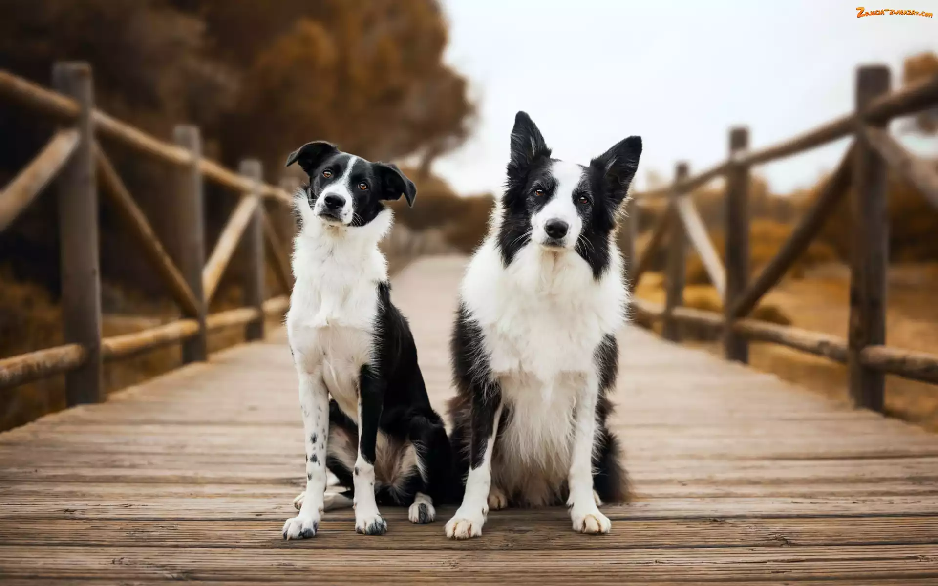 Krótkowłosy, Dwa, Psy, Border collie, Most, Biało-czarne, Długowłosy