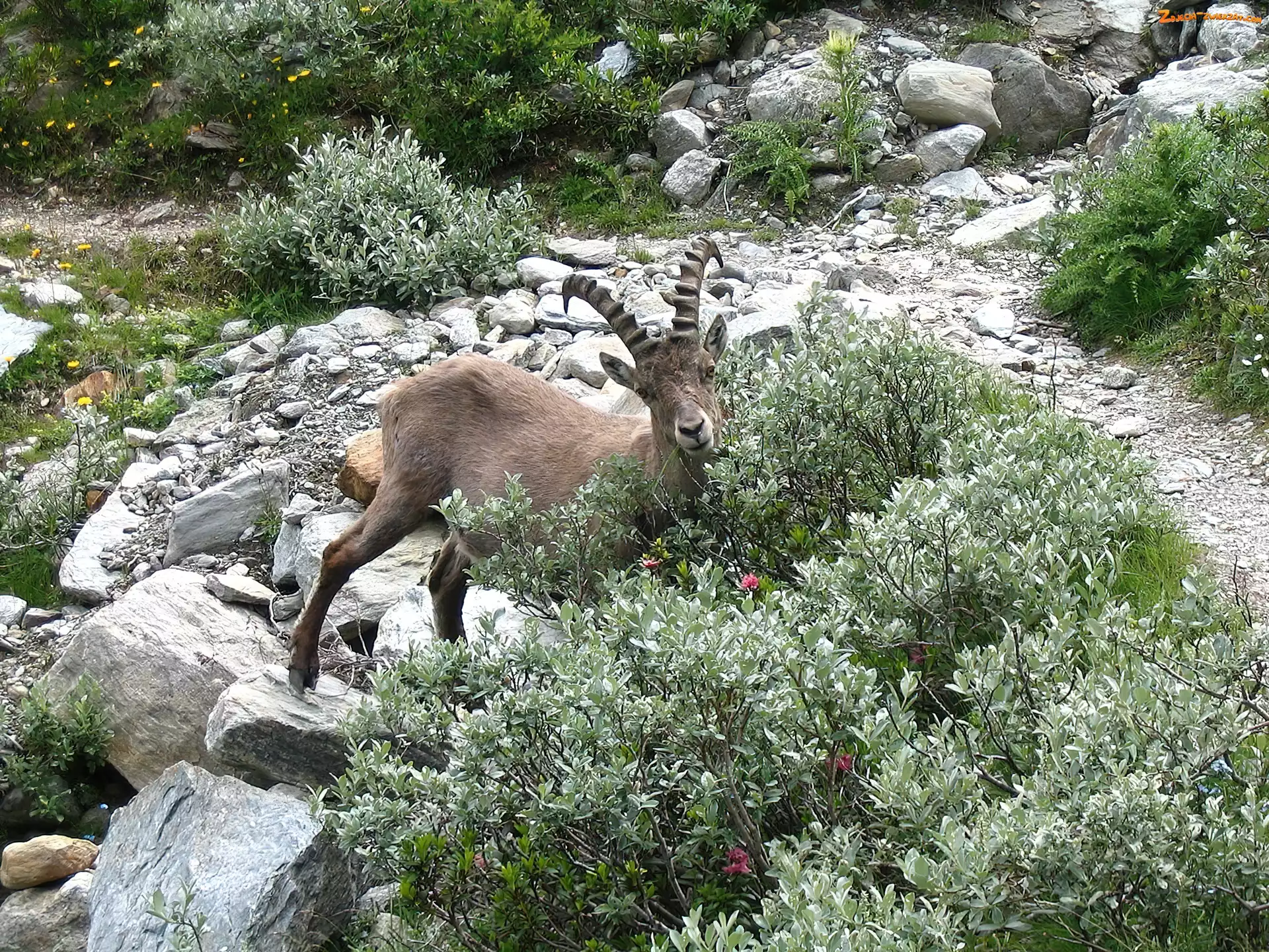 Krzaczki, Koziorożec Alpejski, Kamienie