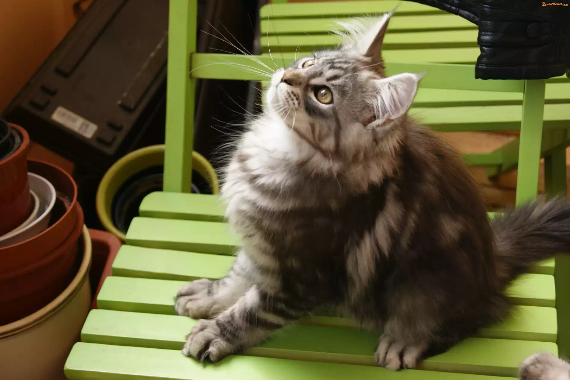 Krzesło, Kotek, Maine Coon