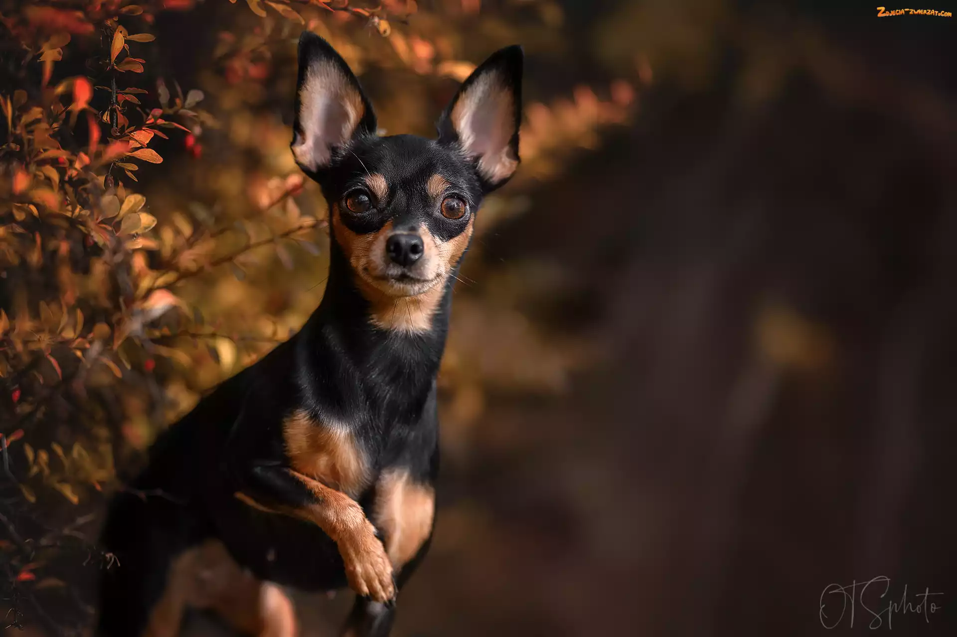 Chihuahua, Pies, Berberys, Krzew