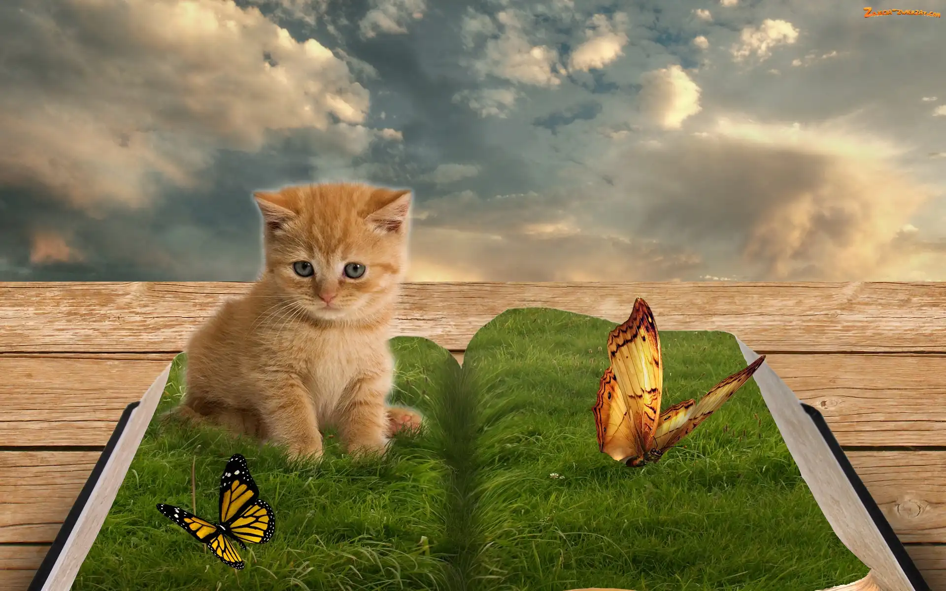 Książka, Motyl, Kotek, Trawa