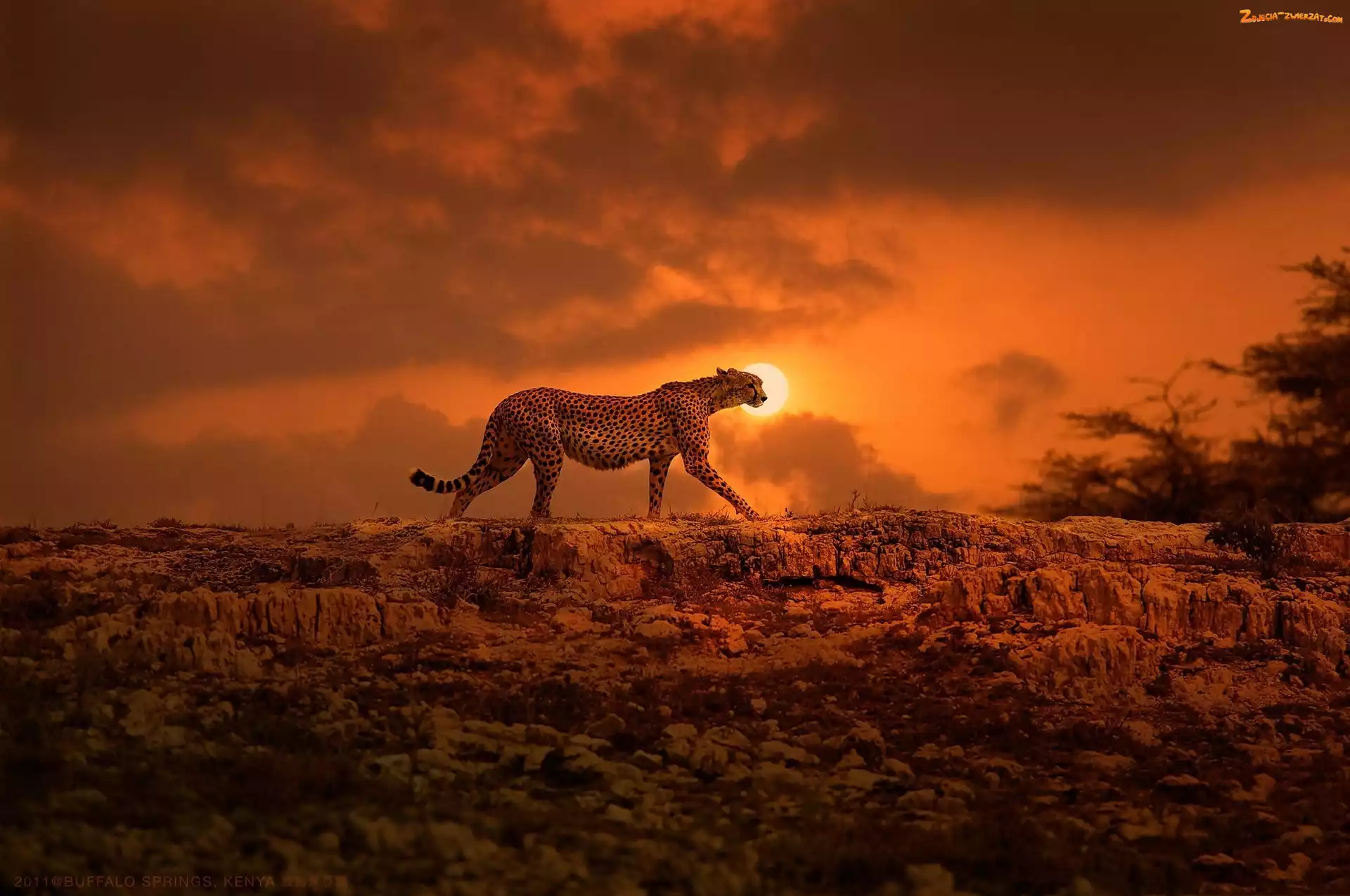 Księżyc, Polowanie, Gepard, Noc