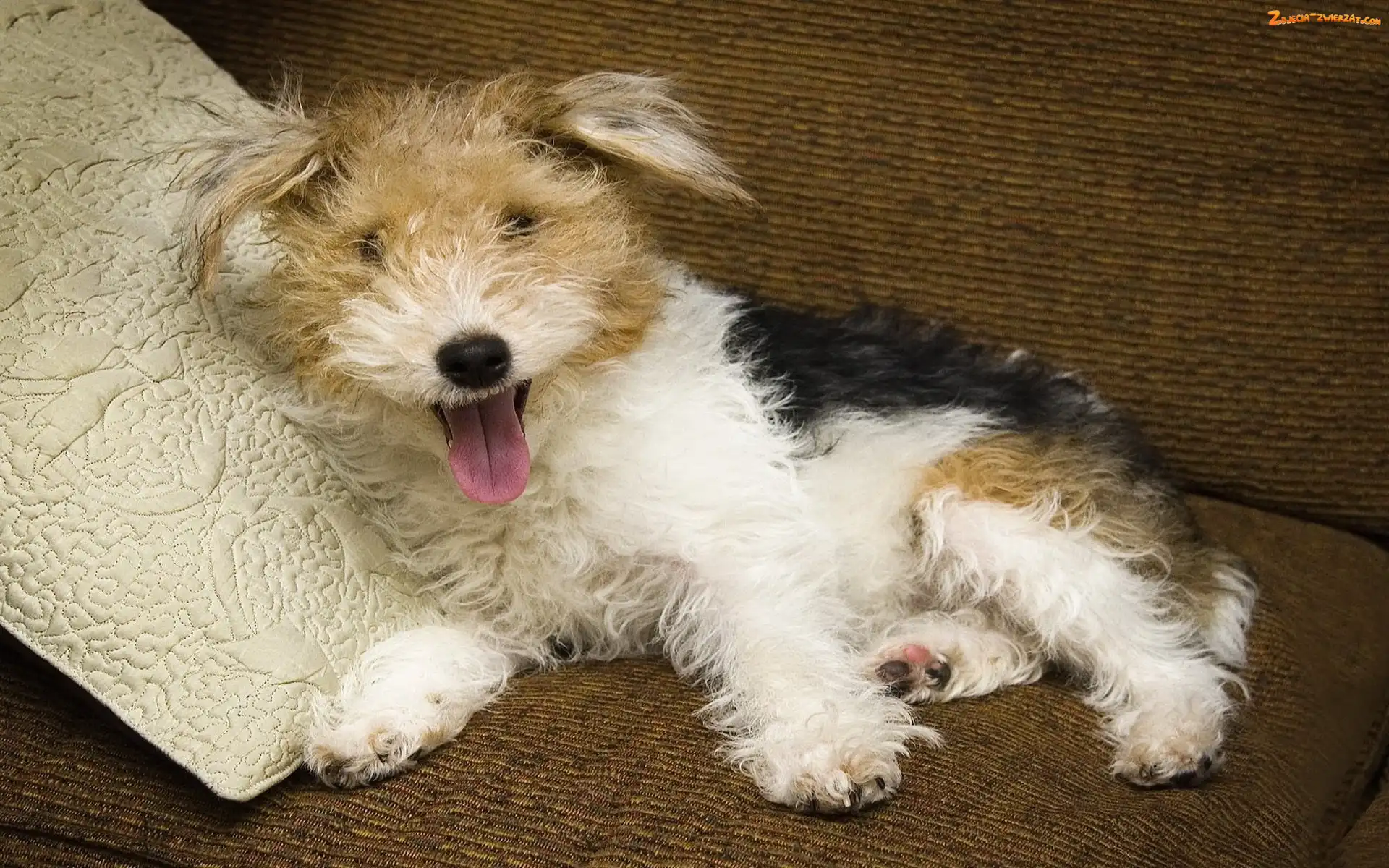 Kudłaty, Poduszeczka, Łaciaty, Terrier